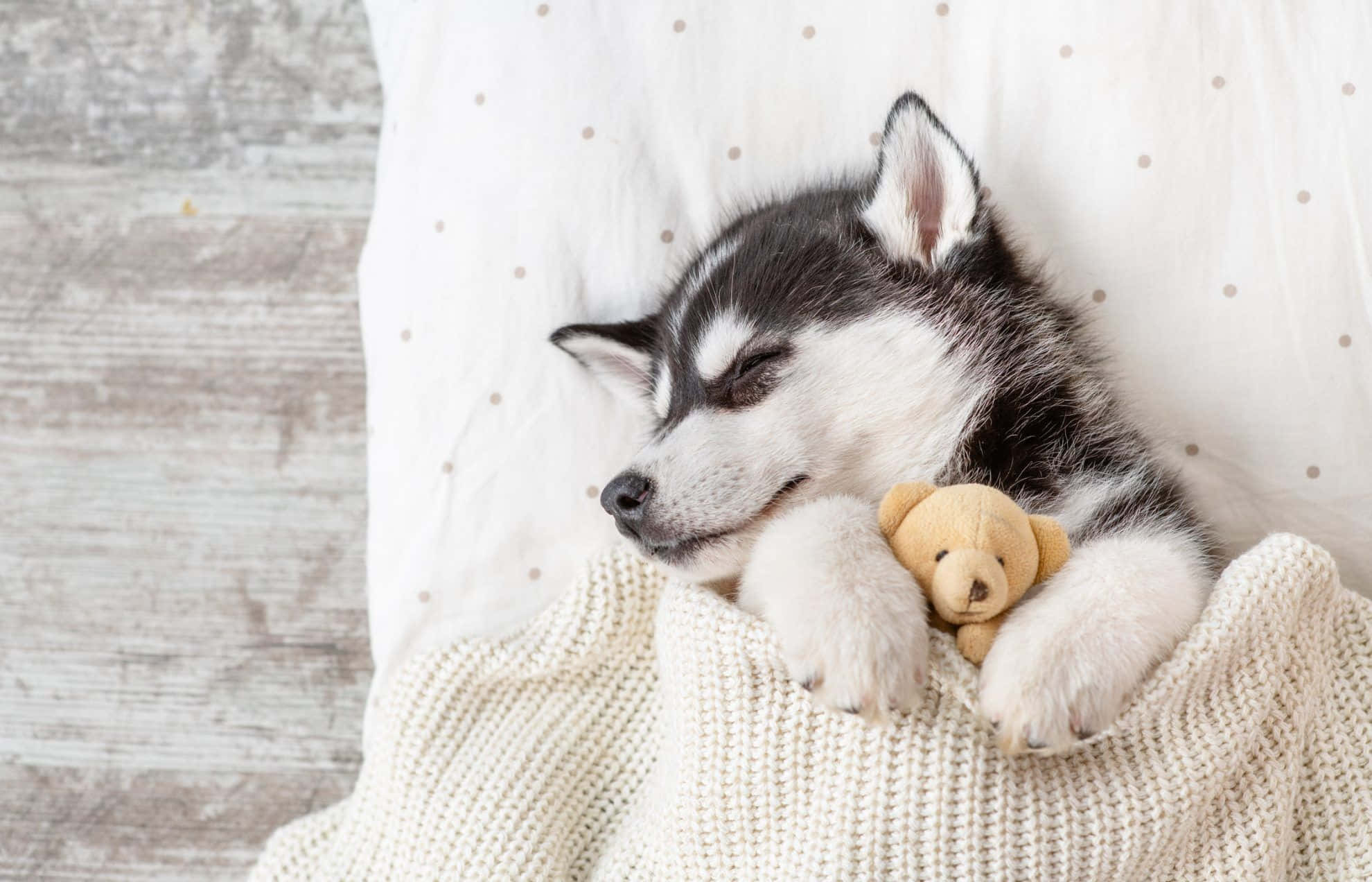 รูปภาพน้องหมาฮัสกี้น่ารักนอนกอดตุ๊กตาหมี วอลเปเปอร์