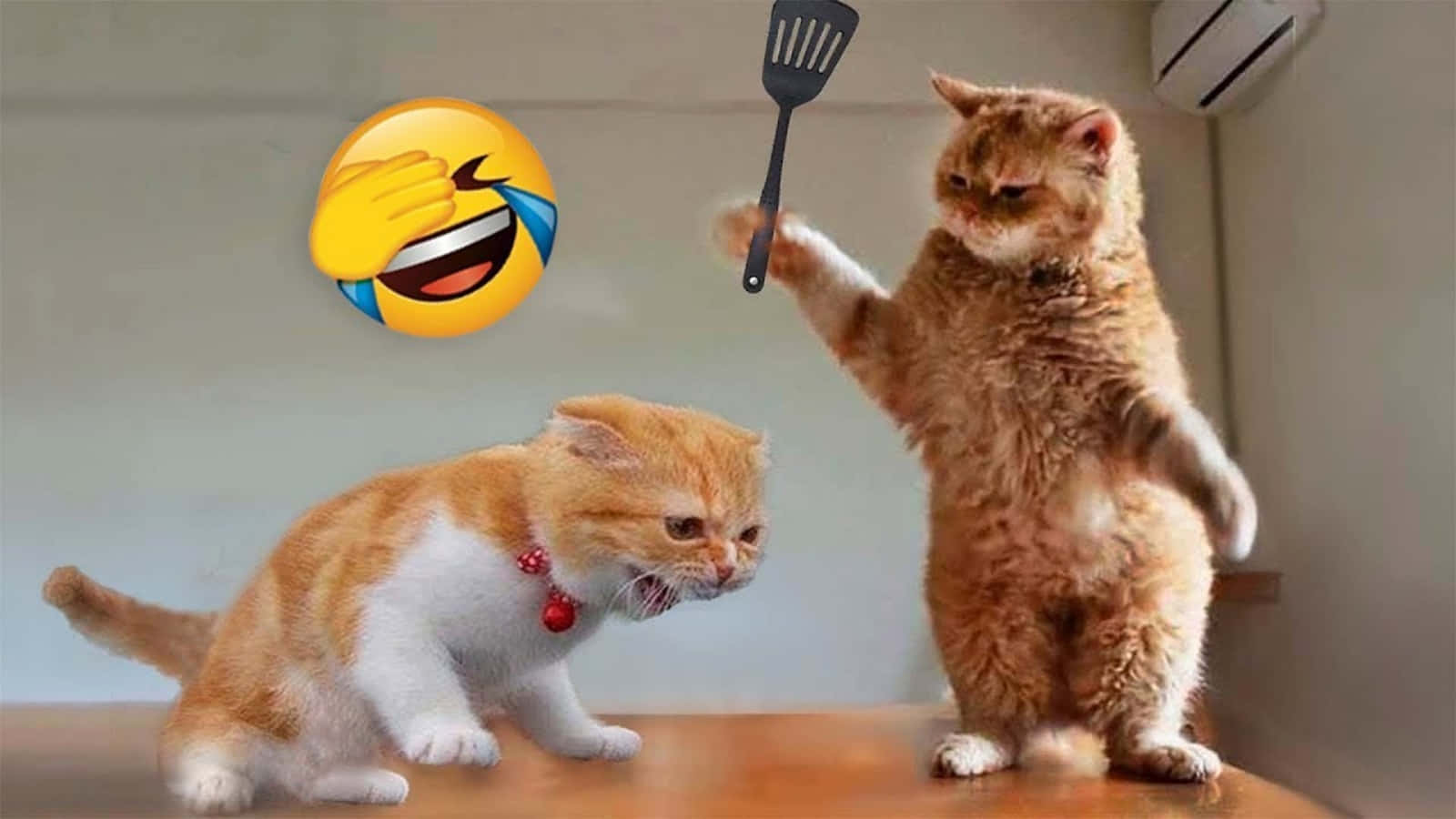 รูปแมวตลก ต่อสู้กับอีโมจิขำร้องไห้ วอลเปเปอร์