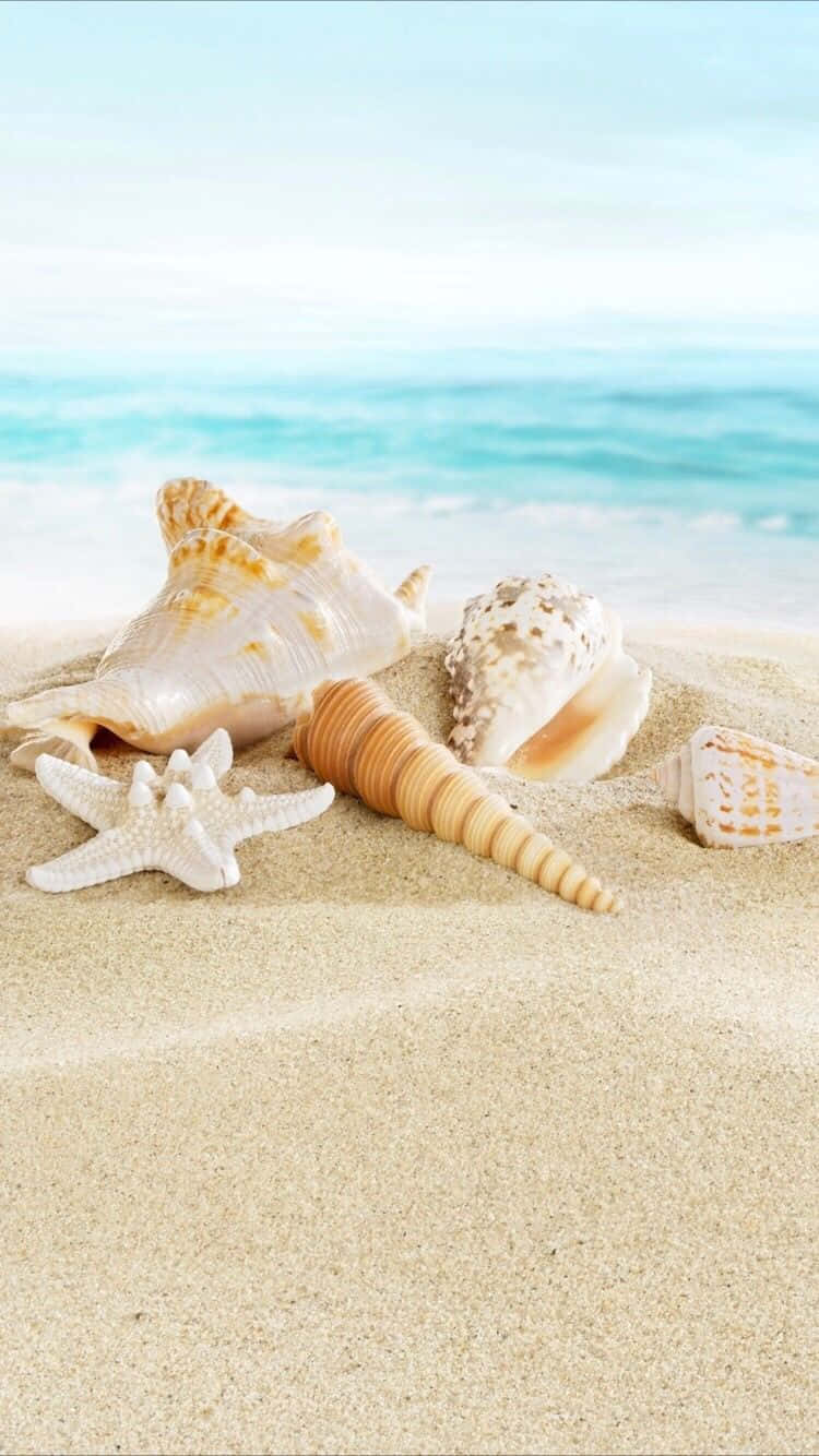 ฤดูร้อนชายหาดเปลือกหอยไอโฟน วอลเปเปอร์