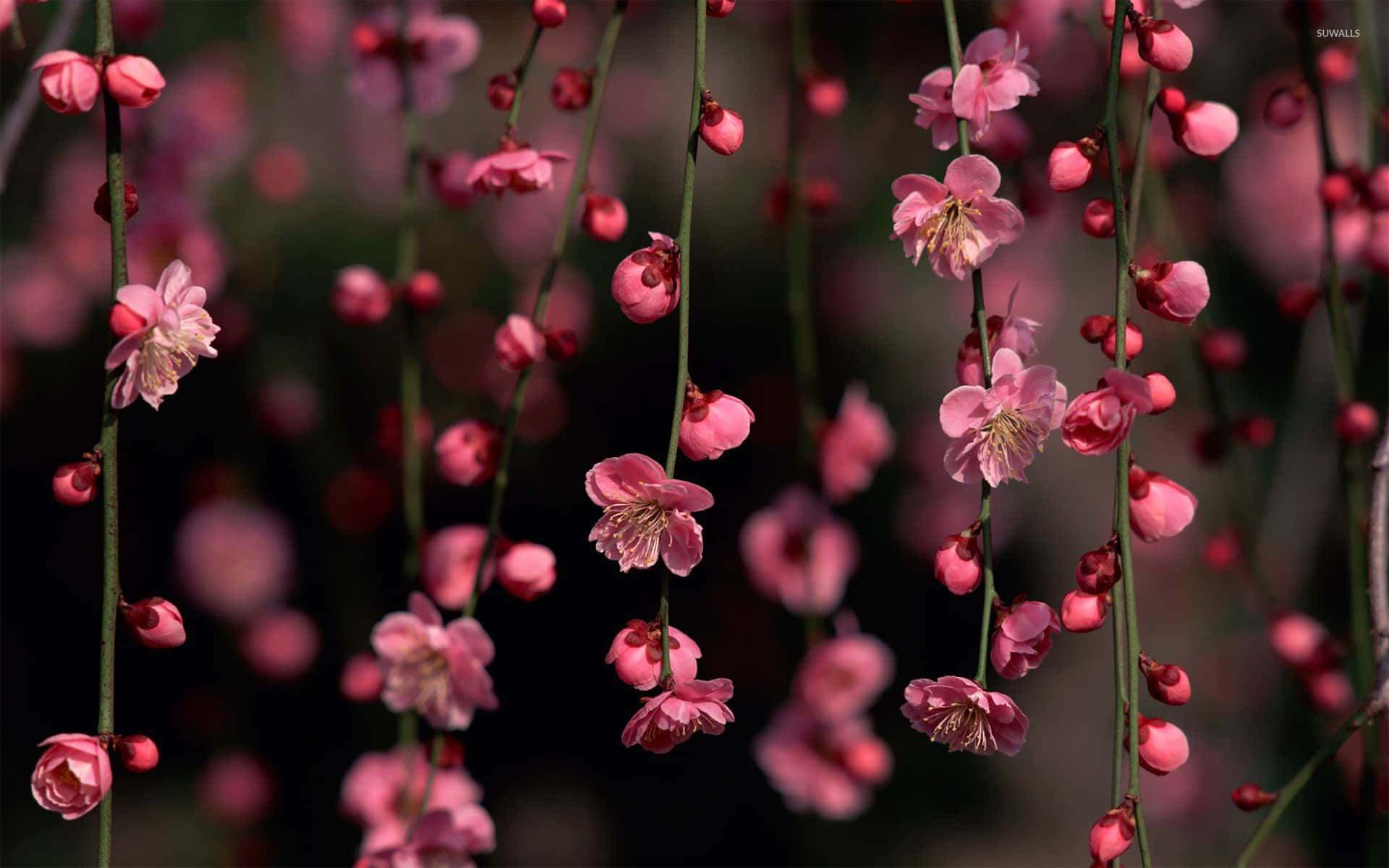 ฤดูร้อนสีสันสดใสแห่งดอกไม้สีชมพู วอลเปเปอร์
