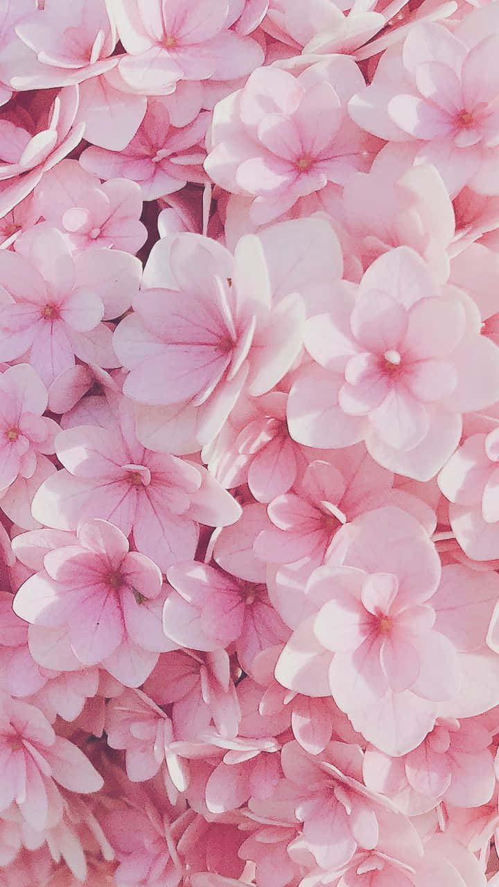 ลวดลายดอกไม้สีชมพูสวยงามบนพื้นหลังสีขาว วอลเปเปอร์