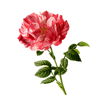 ลายทางแดงขาวกุหลาบพื้นดำ วอลเปเปอร์