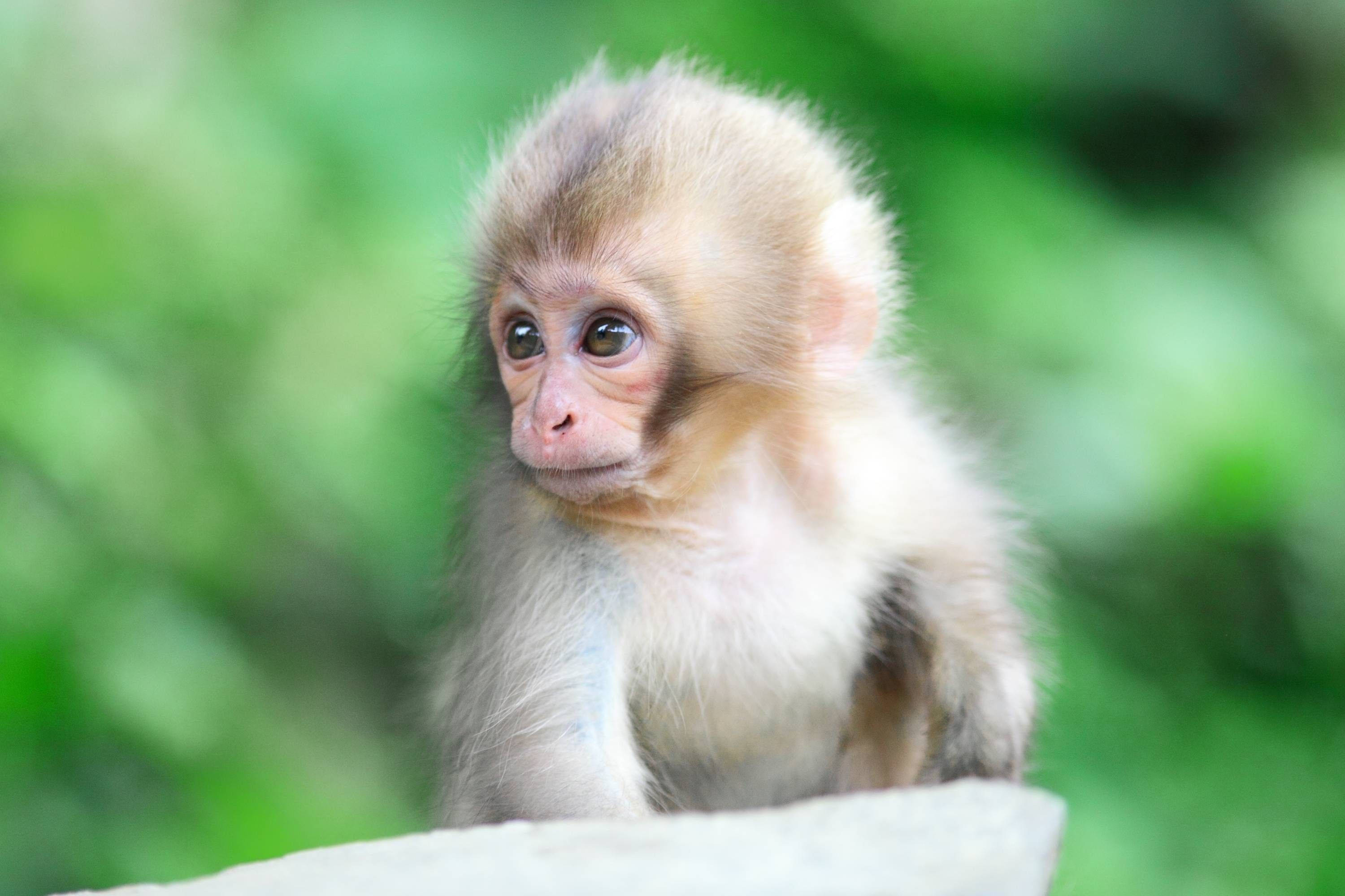ลิงขนขาวน่ารัก วอลเปเปอร์
