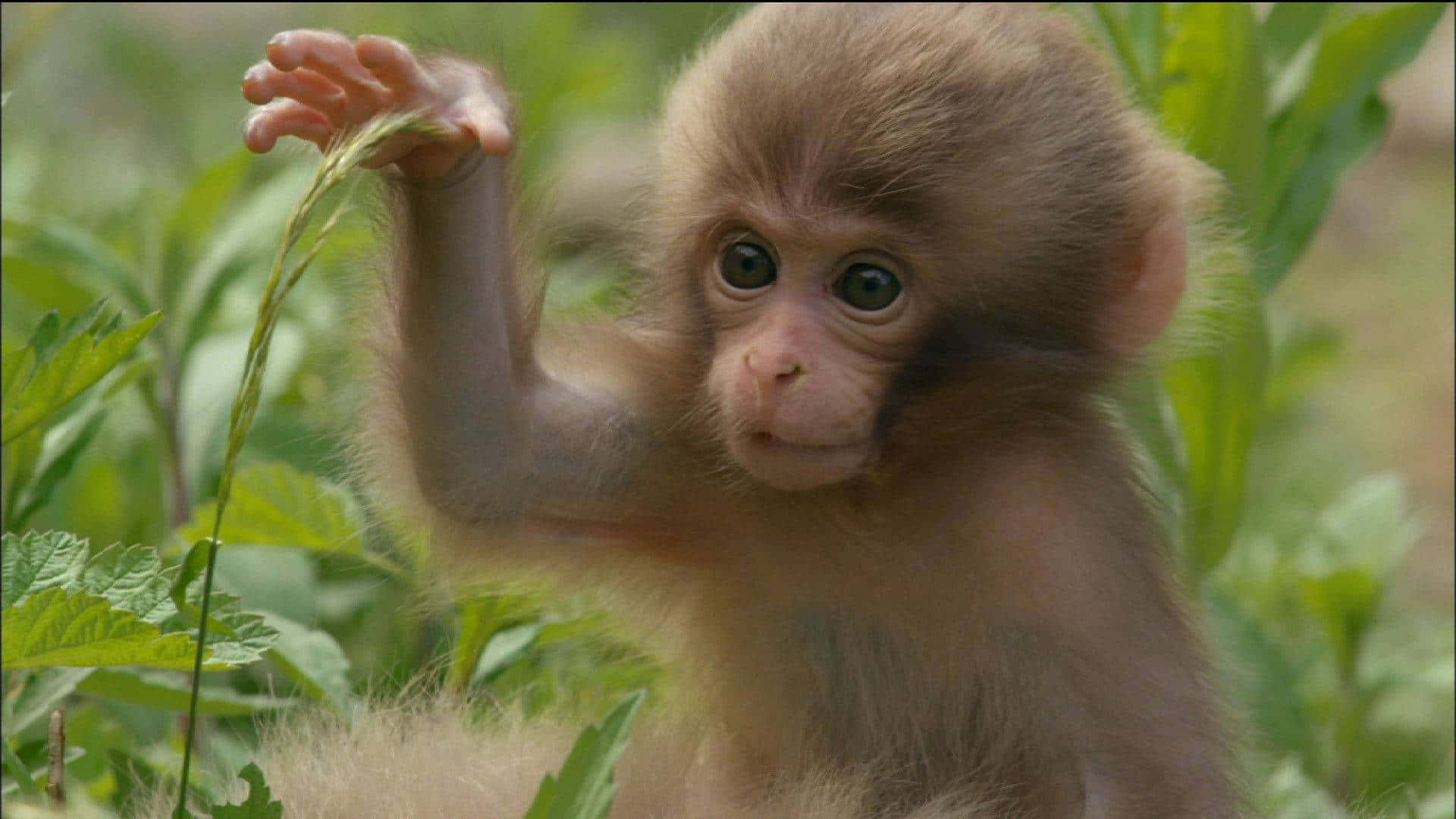 ลิงน่ารักกำลังห้อยเล่นอยู่บนต้นไม้ วอลเปเปอร์