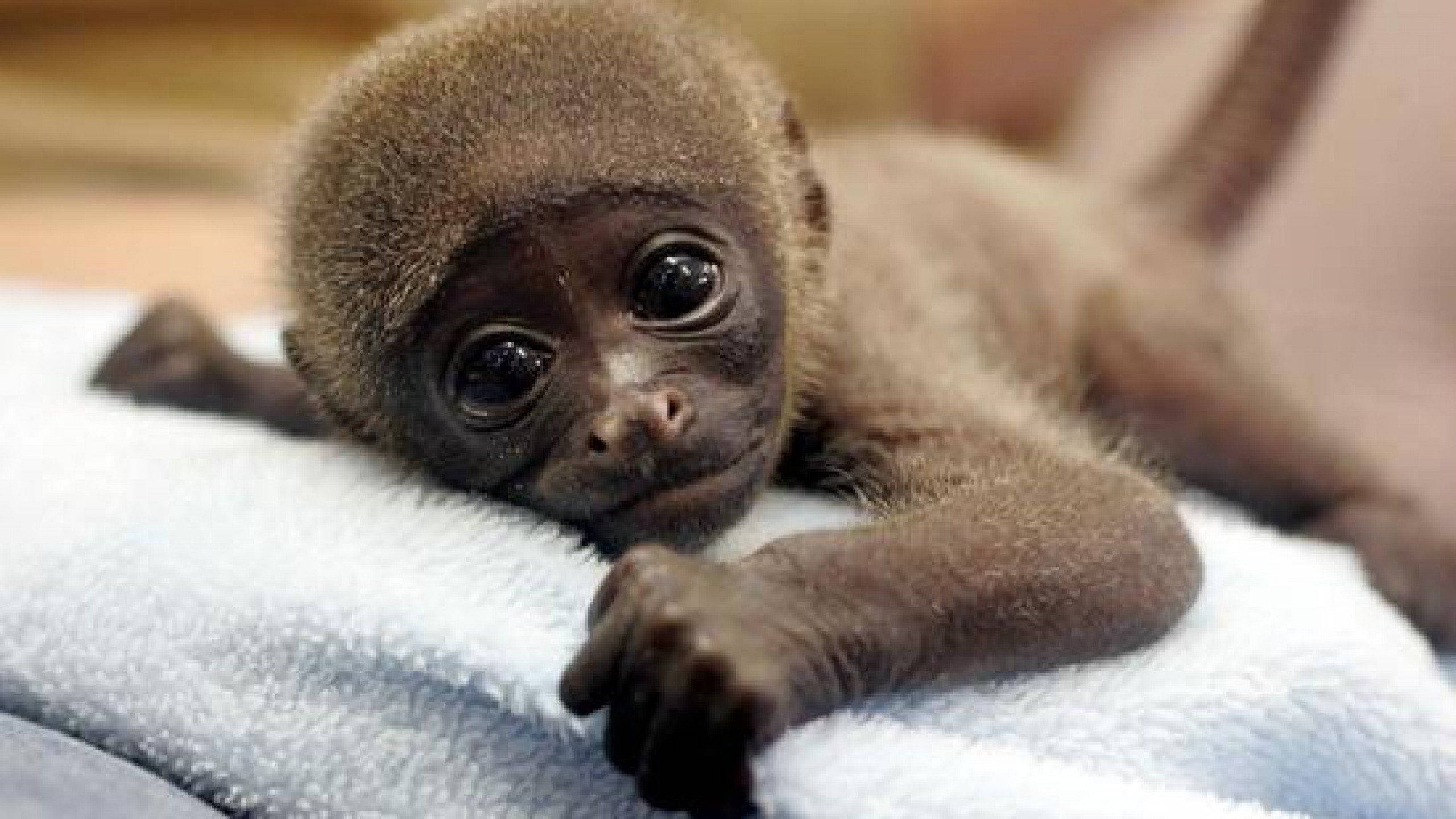 ลิงน่ารักพักผ่อนบนผ้าขนหนู วอลเปเปอร์