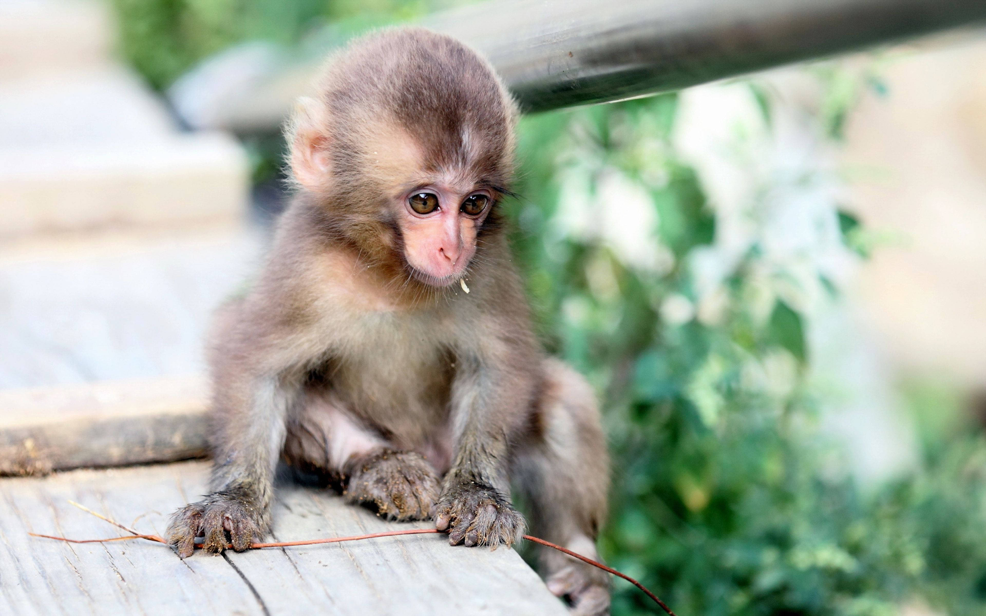 ลูกลิงน่ารักในถิ่นที่อยู่ตามธรรมชาติ วอลเปเปอร์