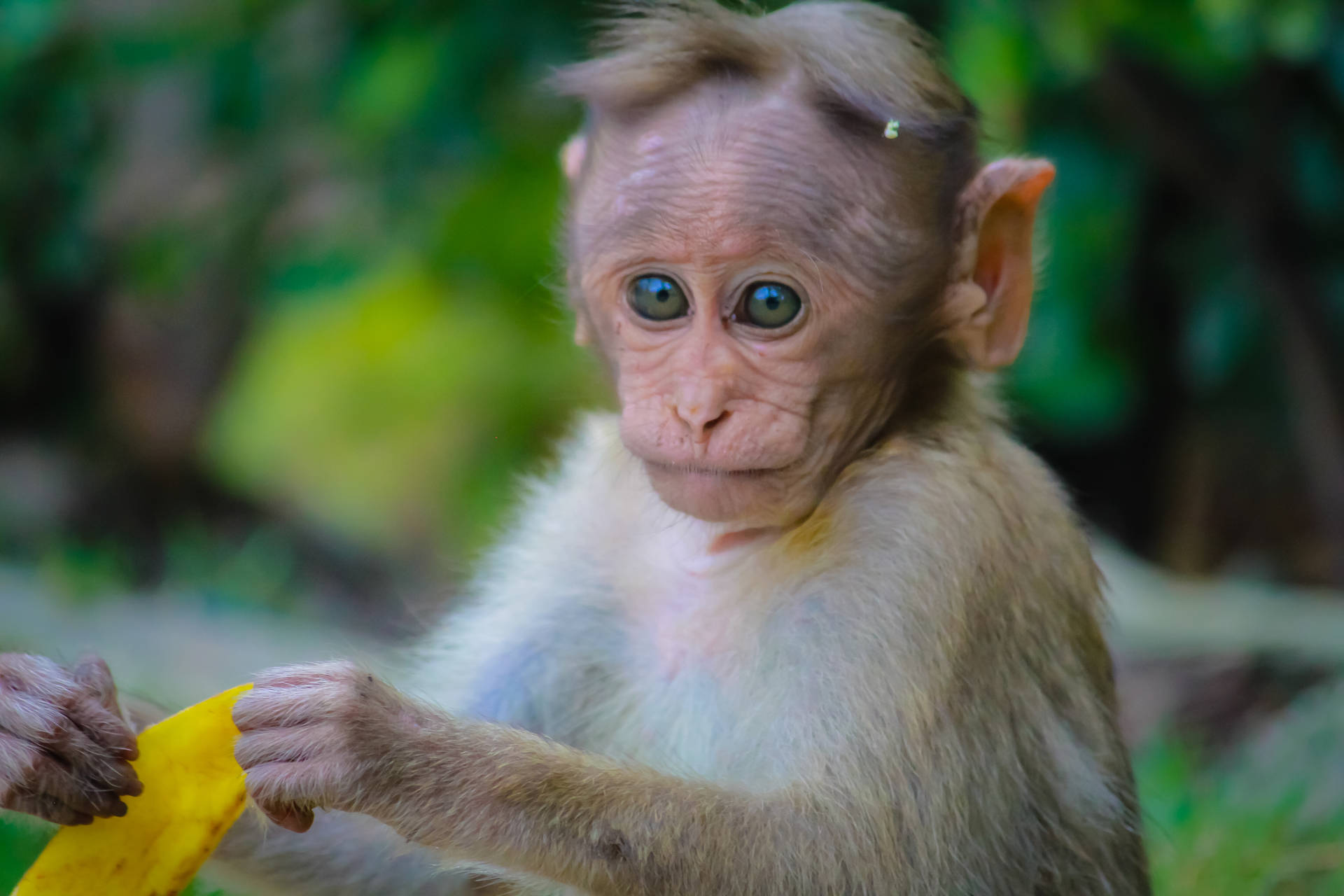 วอลเปเปอร์ 4K ลูกลิงน้อยน่ารักถือเปลือกผลไม้ — น่ารัก วอลเปเปอร์