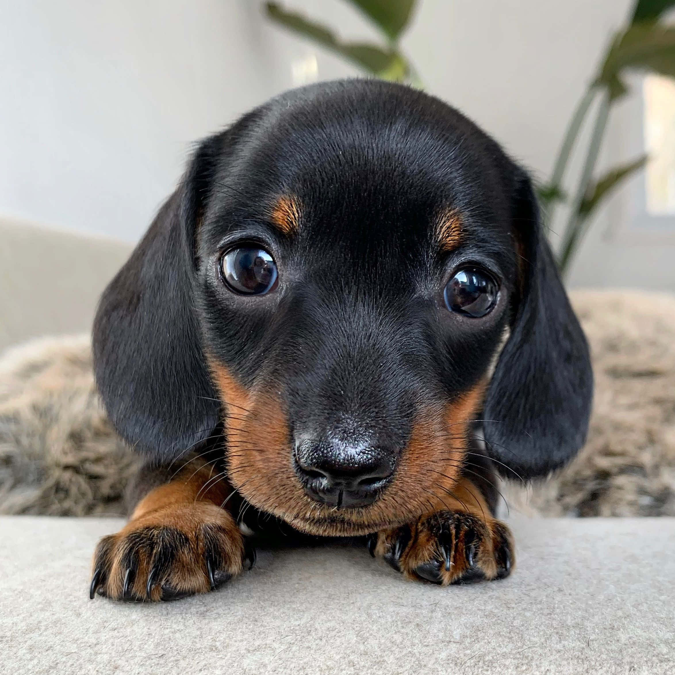ลูกสุนัขดัชชุนด์ที่น่ารัก วอลเปเปอร์