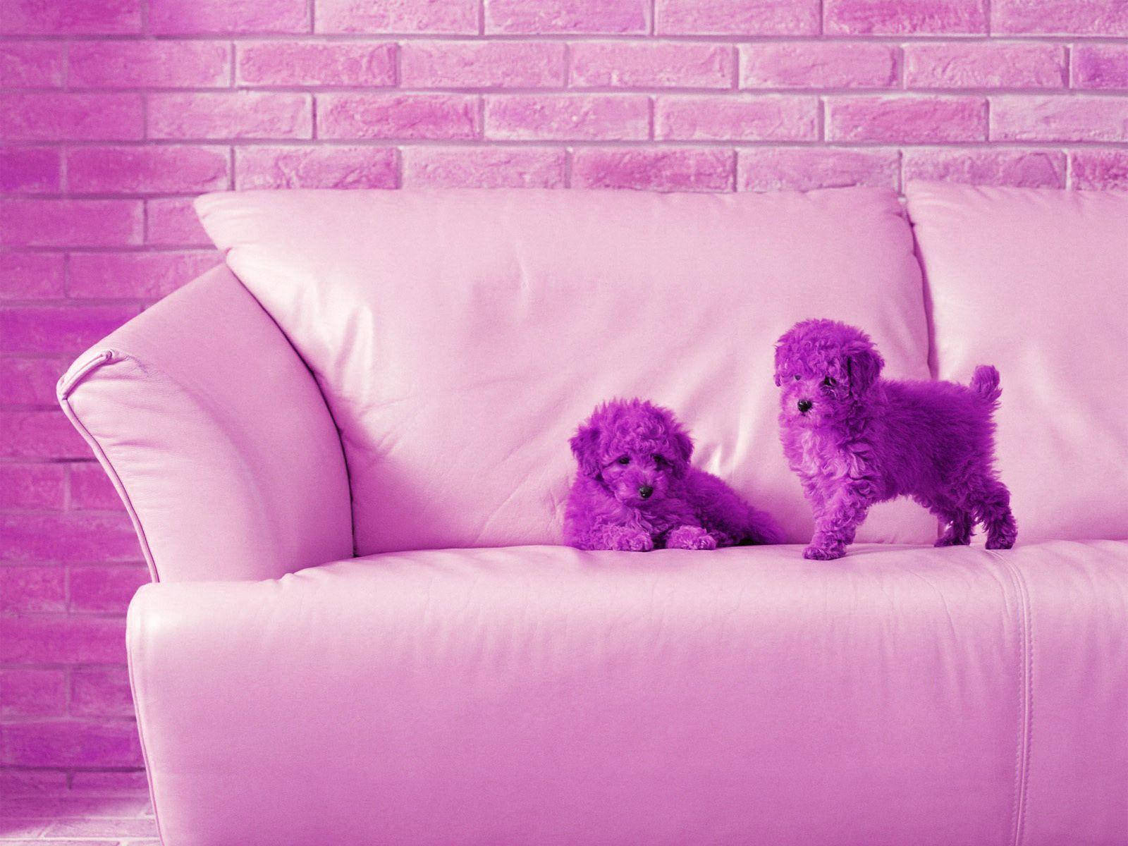 ลูกสุนัขบิชองสีม่วงน่ารักสำหรับวอลเปเปอร์เดสก์ท็อป วอลเปเปอร์