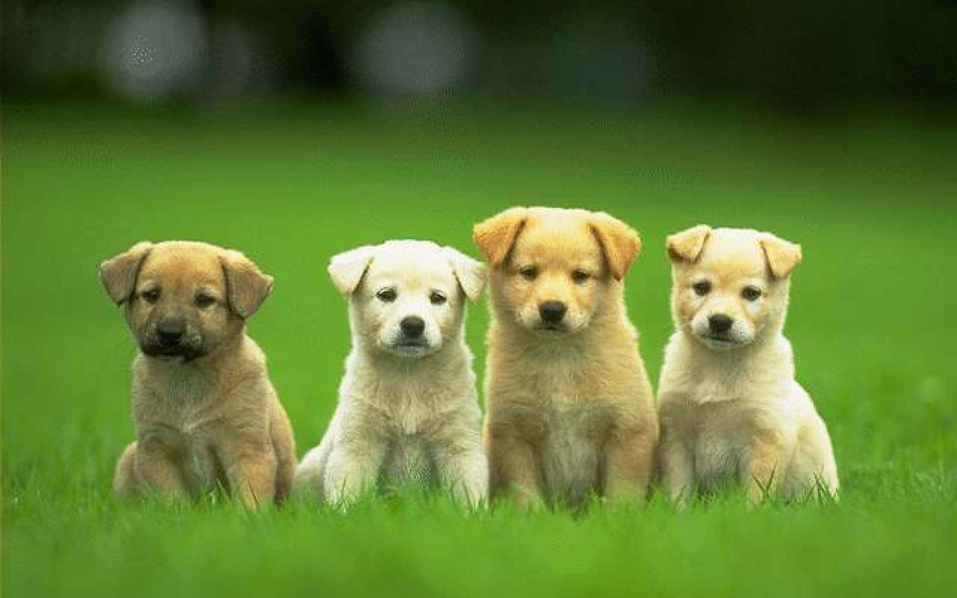 ลูกหมาที่น่ารักกำลังนอนเล่นท่ามกลางธรรมชาติ วอลเปเปอร์