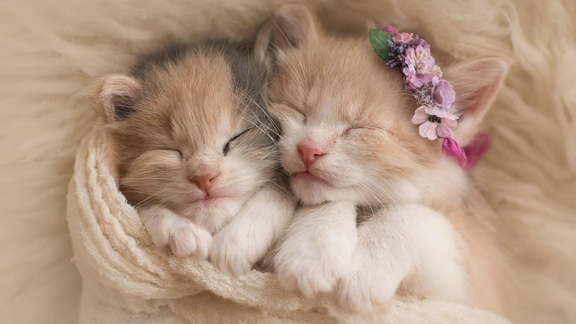 ลูกแมวน่ารักกำลังกอดกัน วอลเปเปอร์