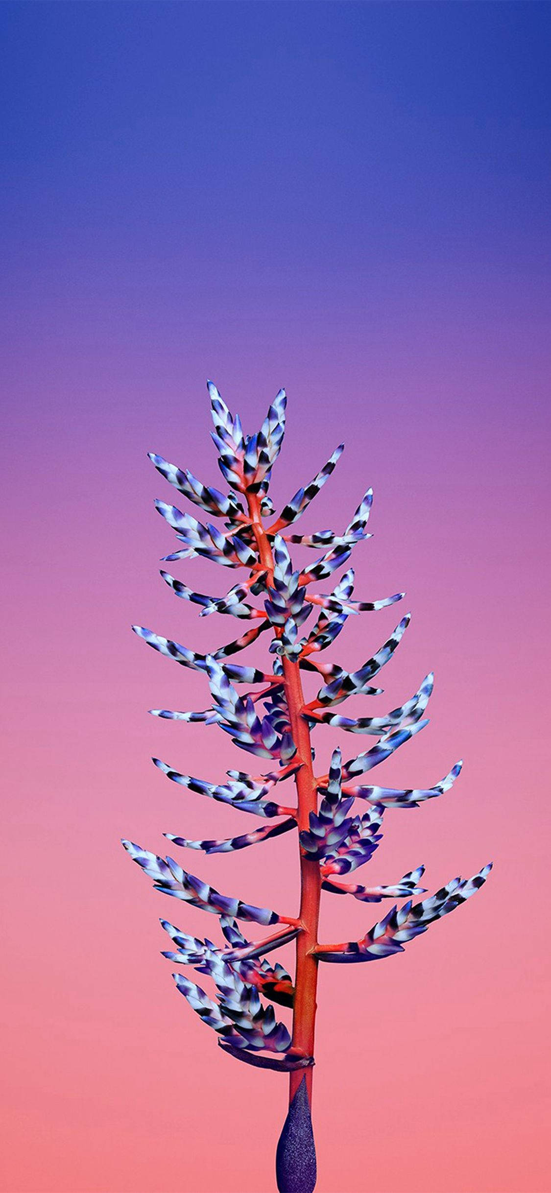 วอลเปเปอร์ Apple ดอกไม้ Aechmea วอลเปเปอร์