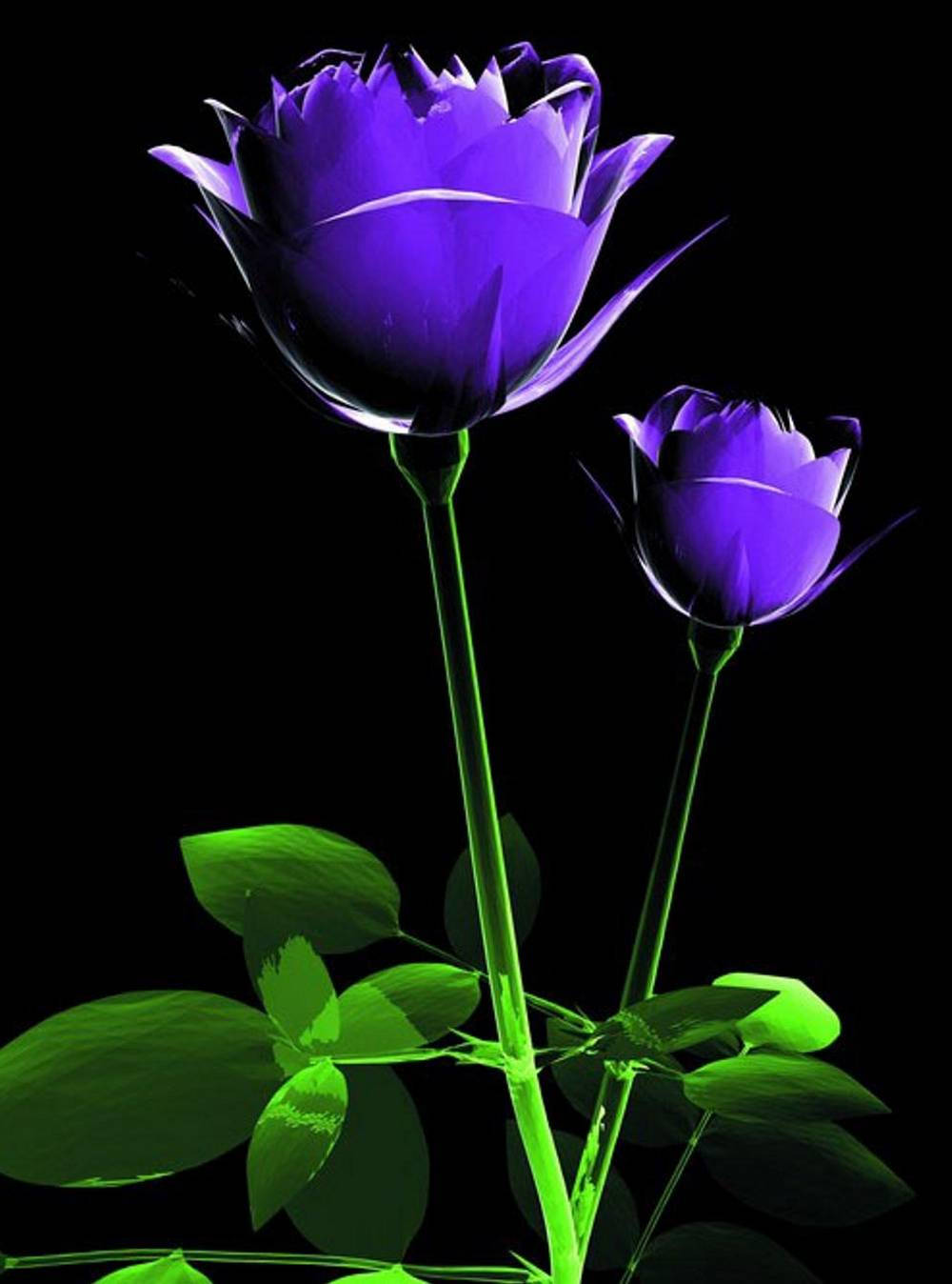 วอลเปเปอร์ดอกไม้สีม่วงสุดเท่ วอลเปเปอร์
