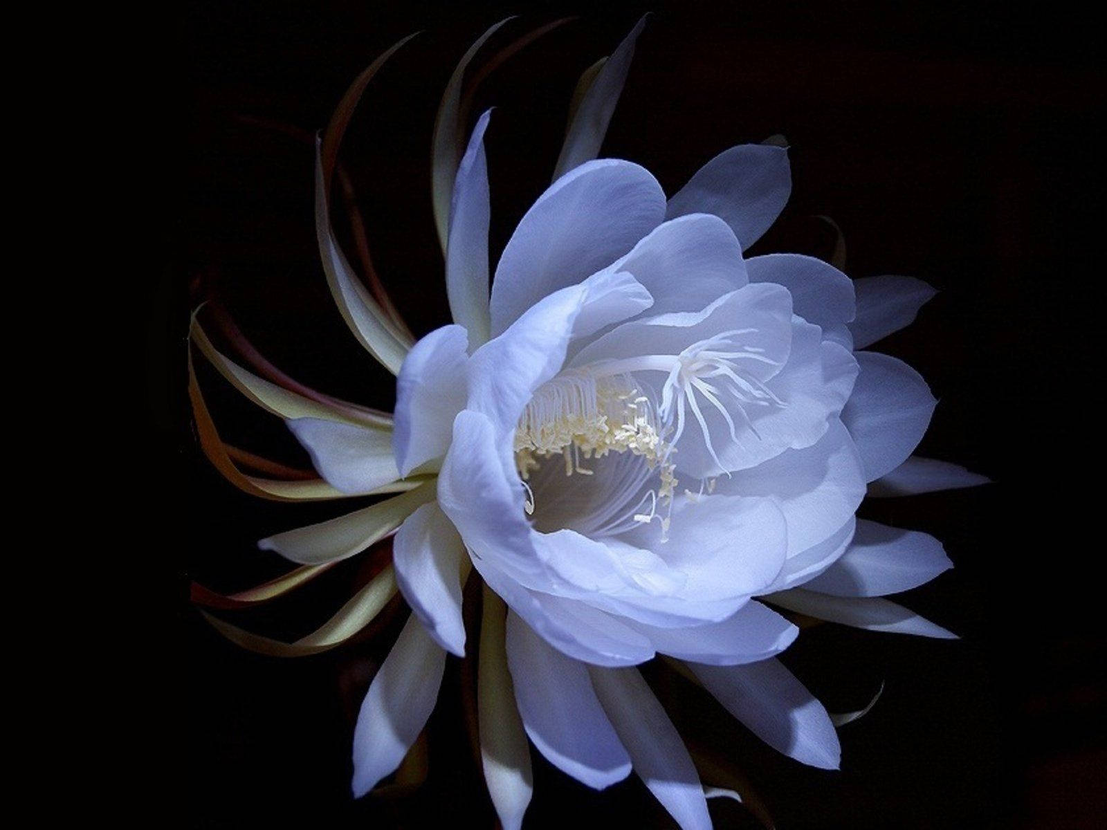 วอลเปเปอร์ดอกไม้สีขาวสวยงาม วอลเปเปอร์