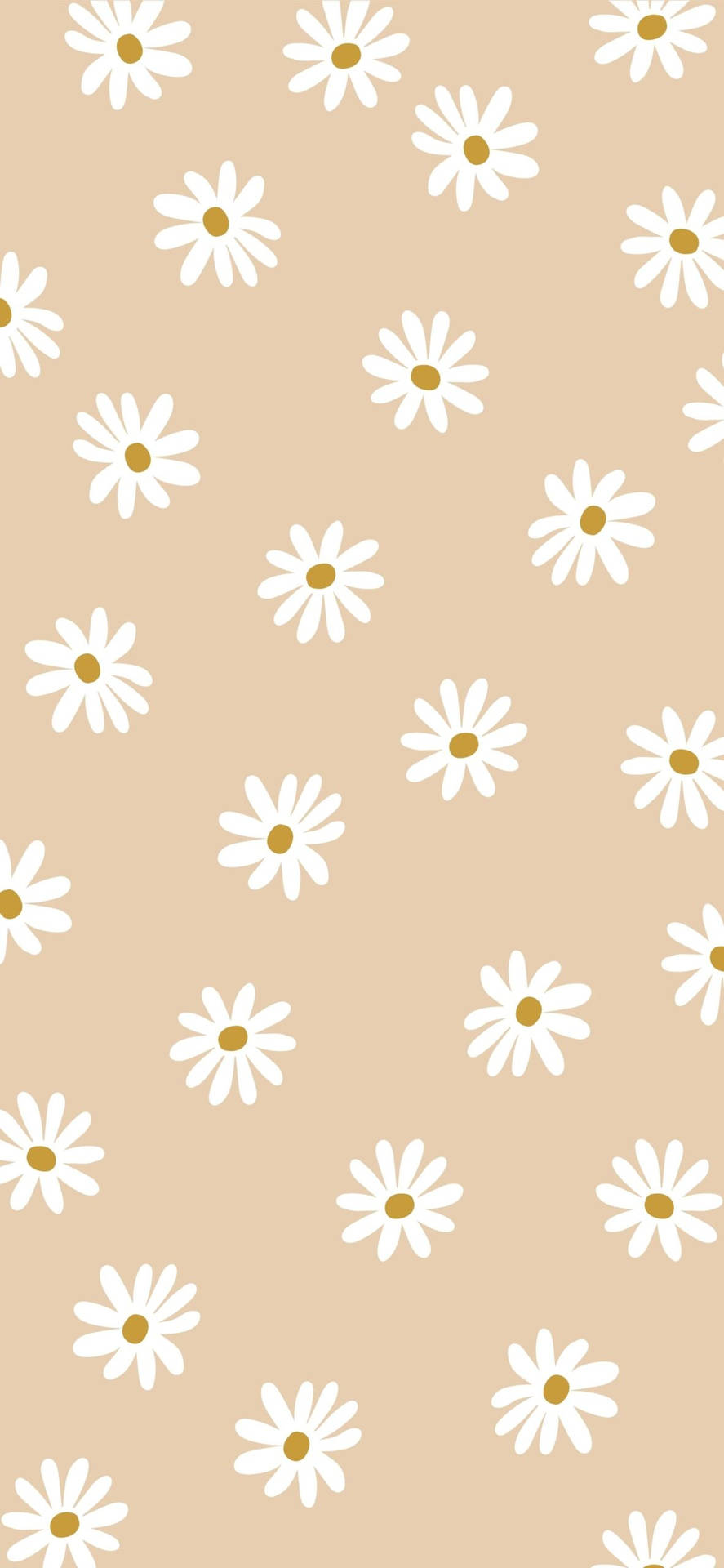 วอลเปเปอร์โทนเบจสวยงามพร้อมดอกเดซี่ — สีเบจ สุนทรียภาพ GIF วอลเปเปอร์