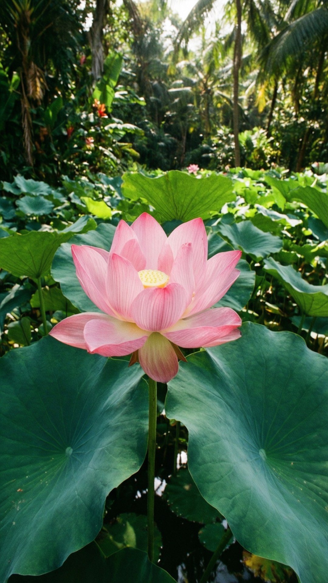 สระบัวเขตร้อน วอลเปเปอร์
