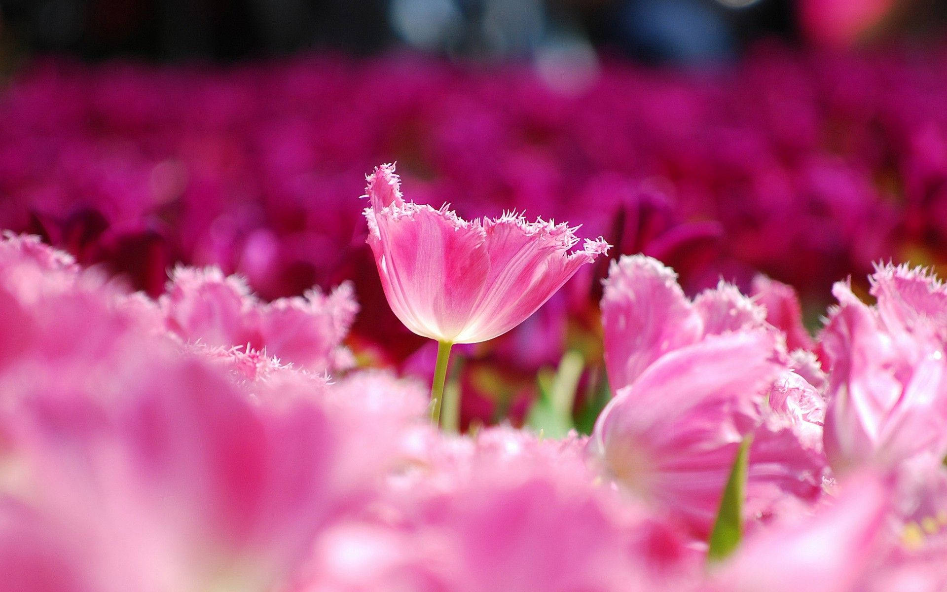 สวนดอกทิวลิปสีชมพูน่ารัก วอลเปเปอร์