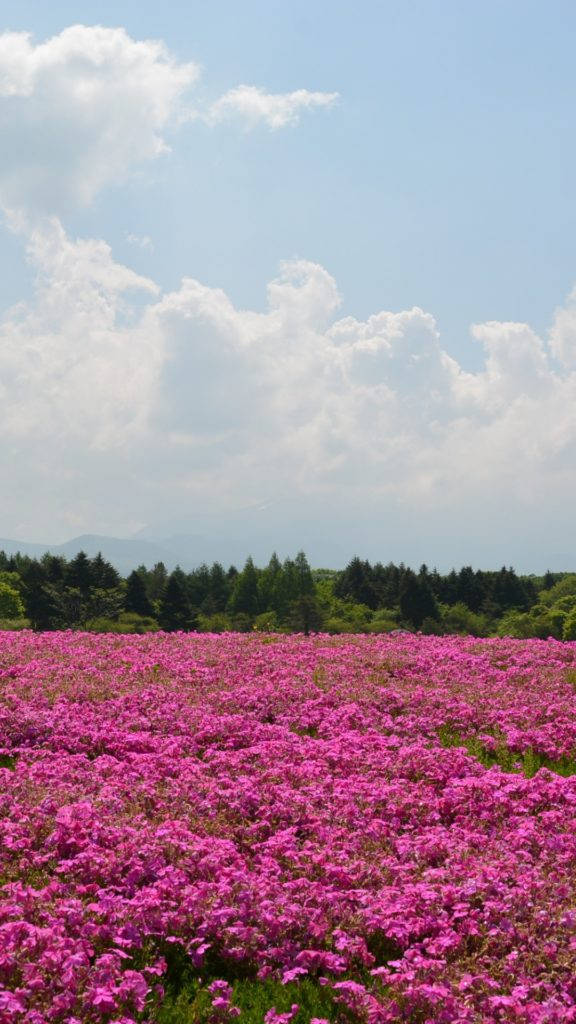 สวนดอกไม้สีชมพูสำหรับไอโฟน วอลเปเปอร์