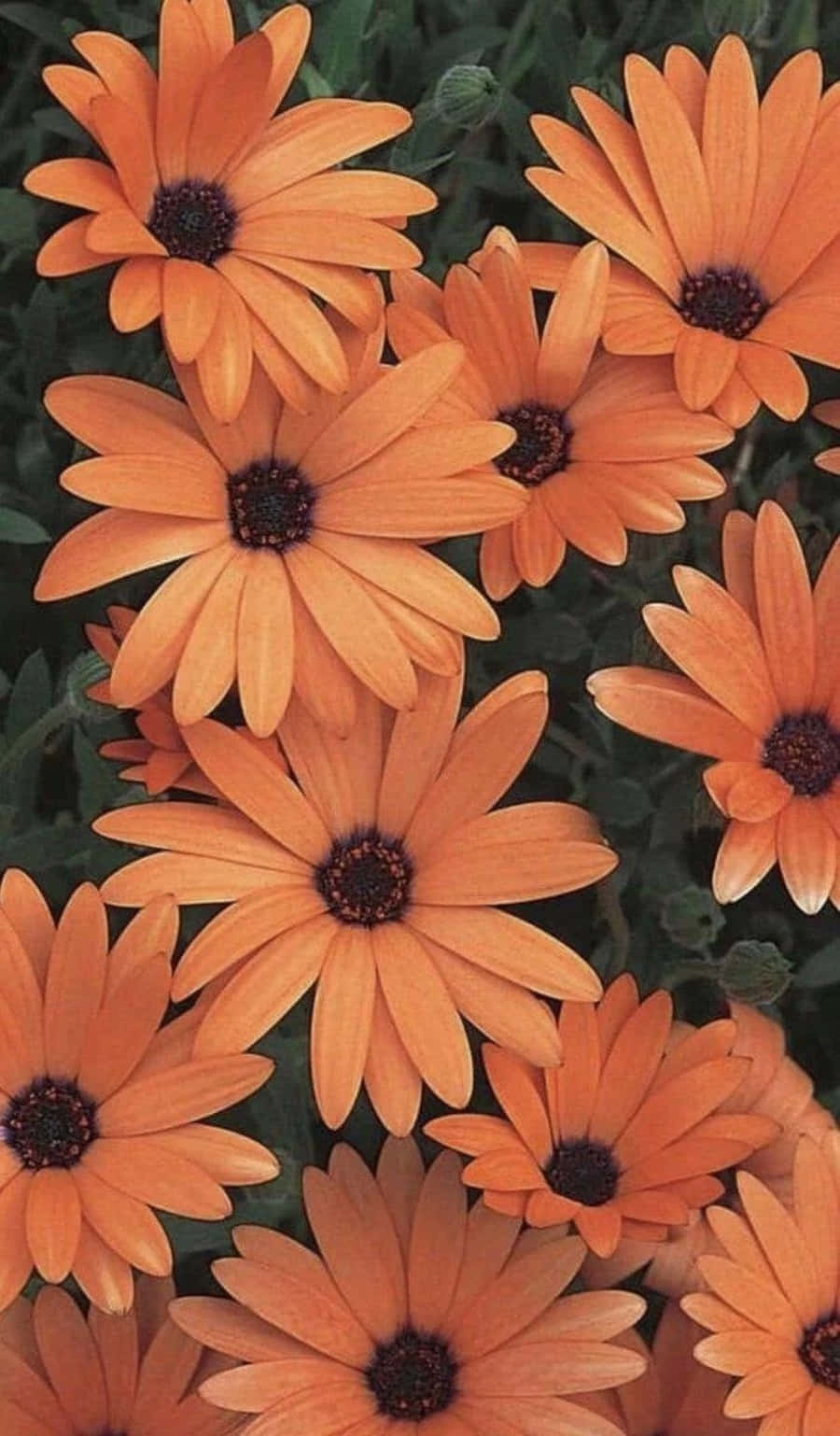 สะดุดตากับสีส้มสวยงามที่เติมสีสัน วอลเปเปอร์