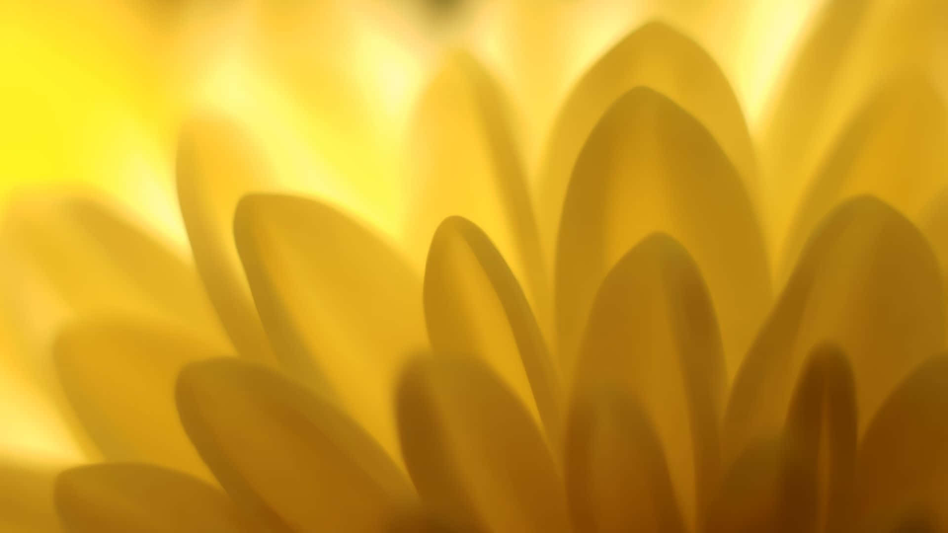 สัมผัสพลังแห่งสีเหลือง วอลเปเปอร์