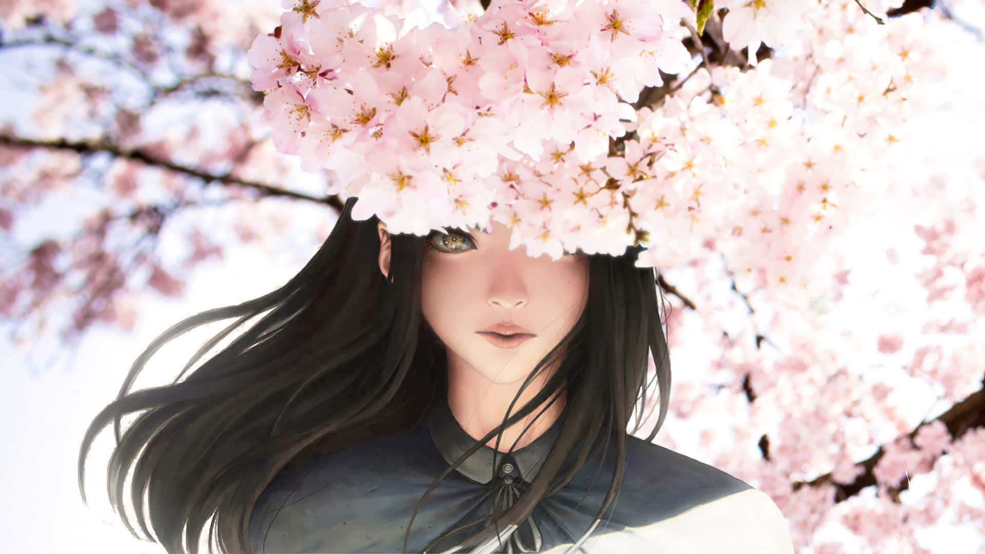 สาวผมดำสวยกับดอกซากุระอนิเมะ วอลเปเปอร์