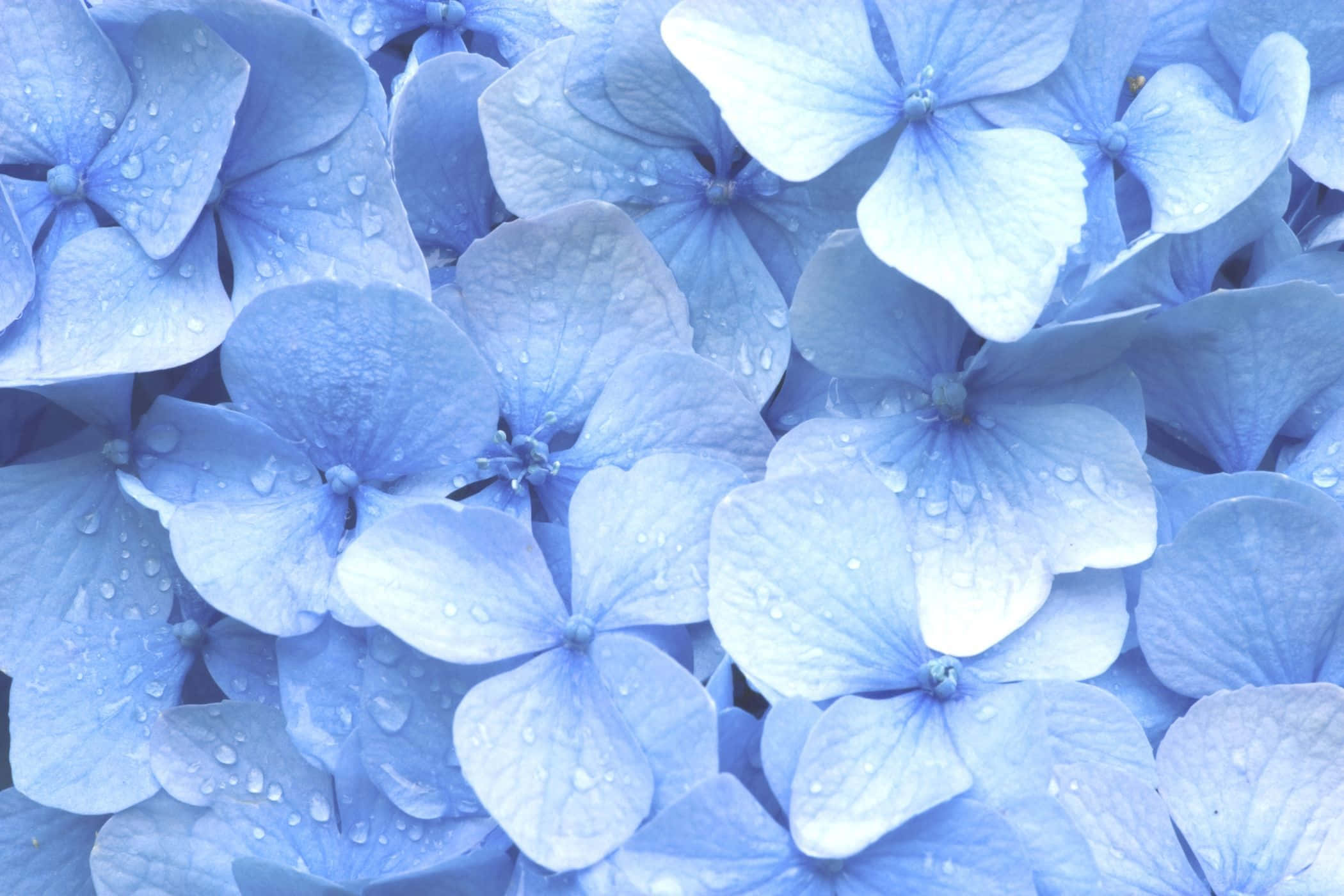 สีพาสเทลน้ำเงินที่ผสมผสานอย่างผ่อนคลายในทะเลแห่งสีฟ้าอ่อน วอลเปเปอร์