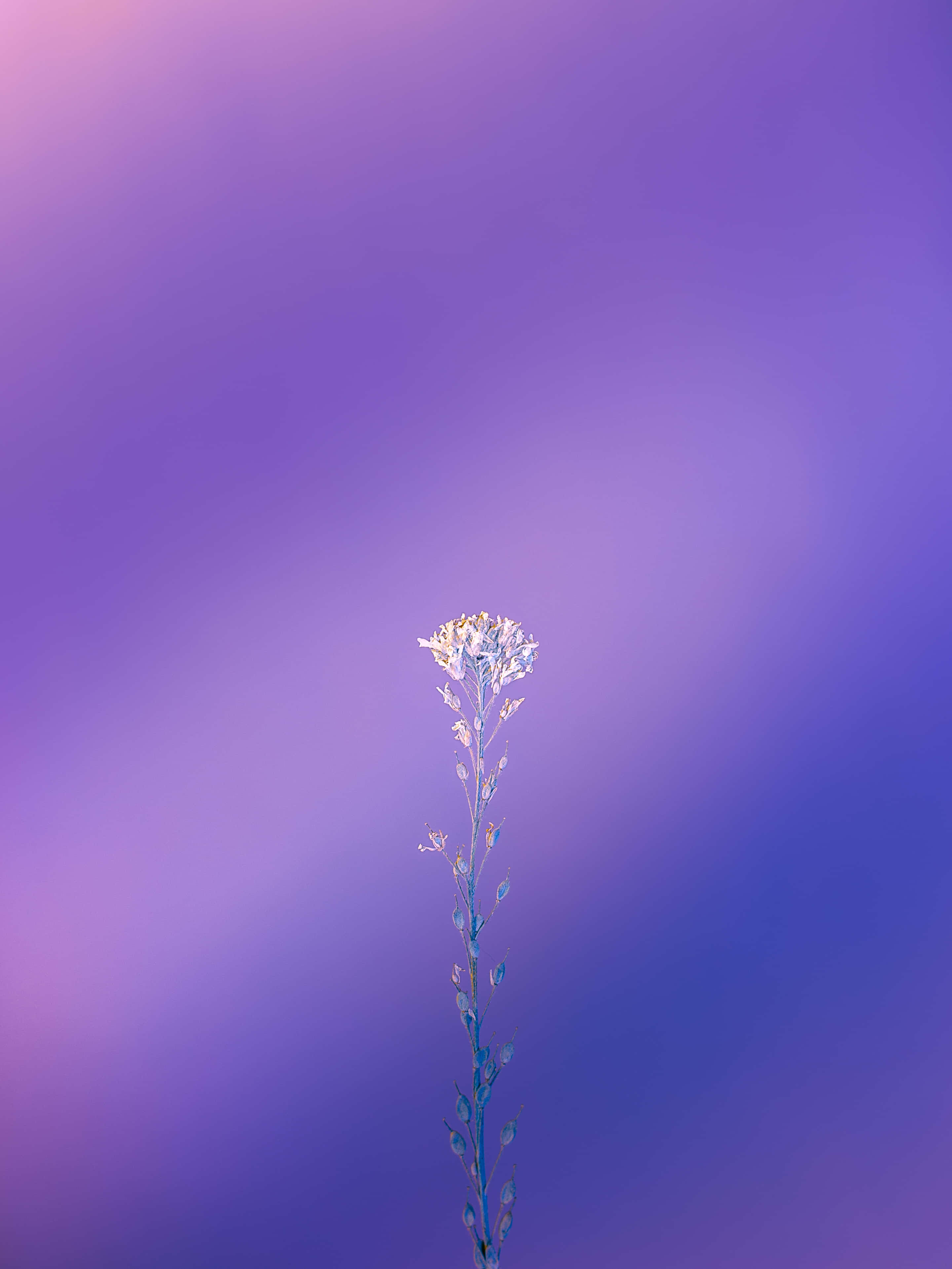 สีม่วงสวยในสีสัน วอลเปเปอร์