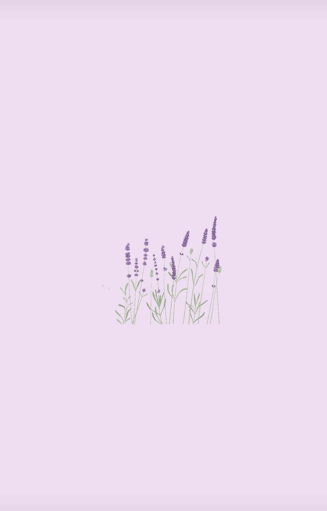"สีม่วงอ่อนที่ชวนหลงใหล" วอลเปเปอร์