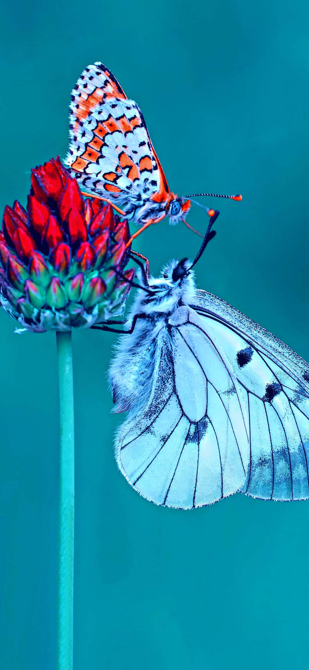 สีสันสดใสแห่งธรรมชาติ วอลเปเปอร์