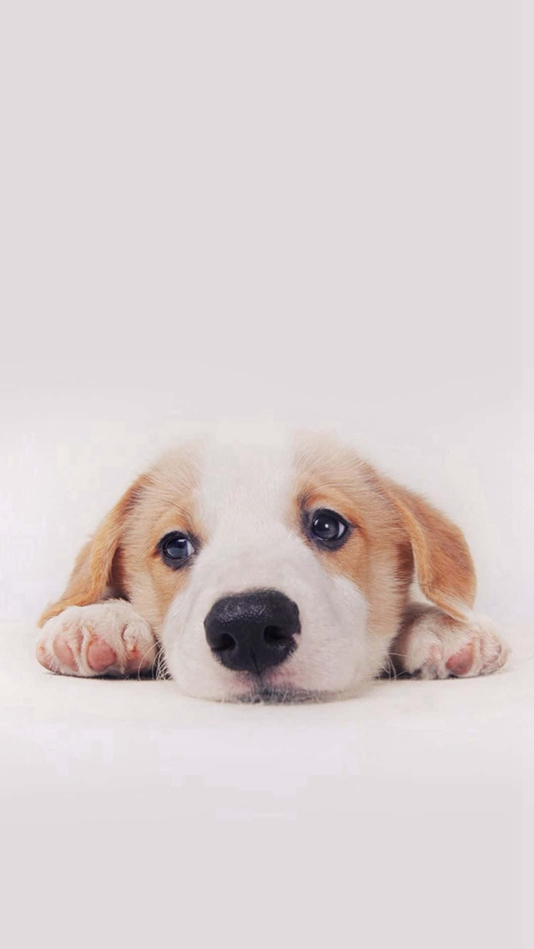 สุนัขขนฟูน่ารักกำลังโพสท่าถ่ายรูป วอลเปเปอร์