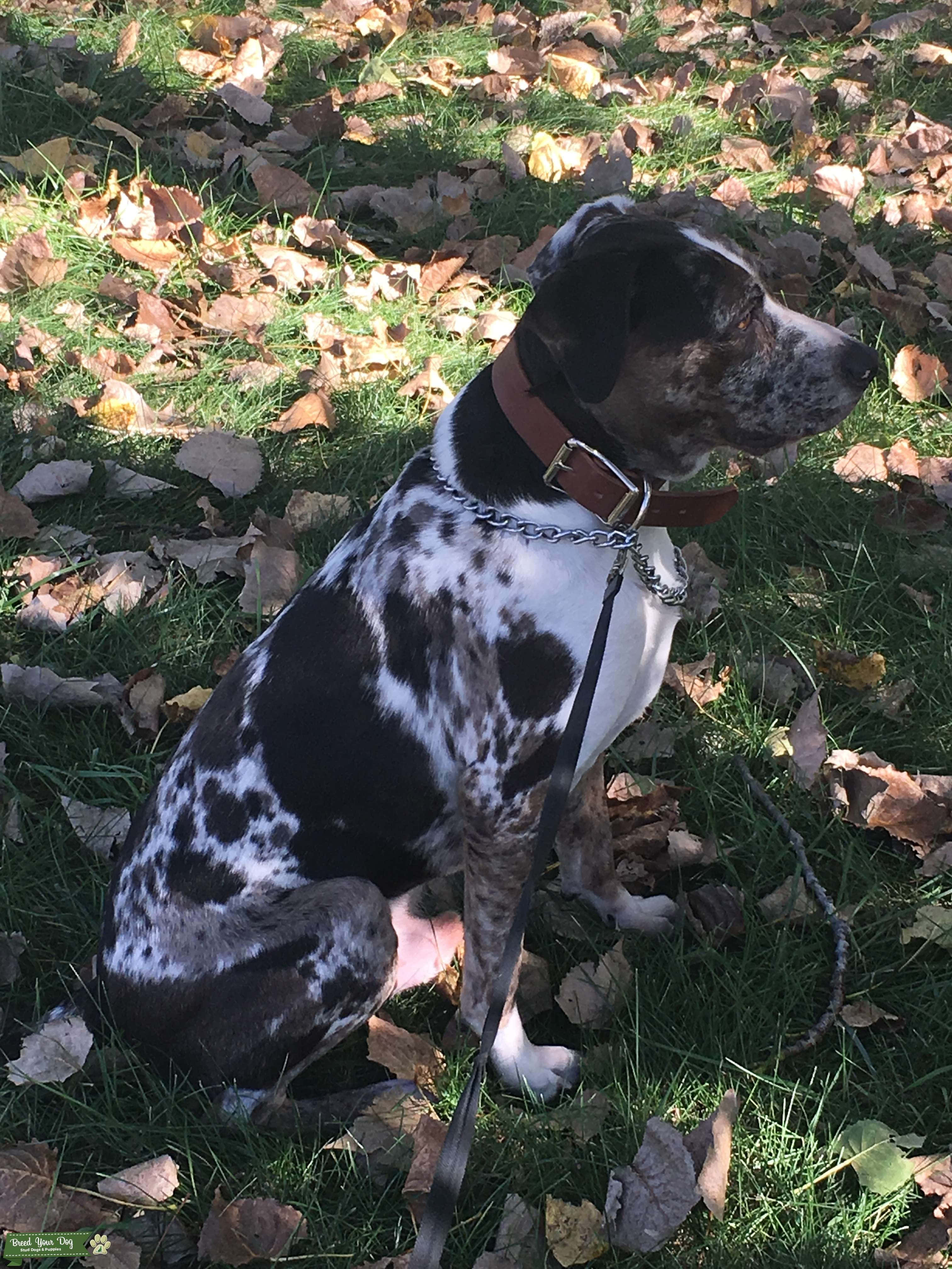 สุนัขพันธุ์ Catahoula Leopard Dog นั่งกลางแดด วอลเปเปอร์
