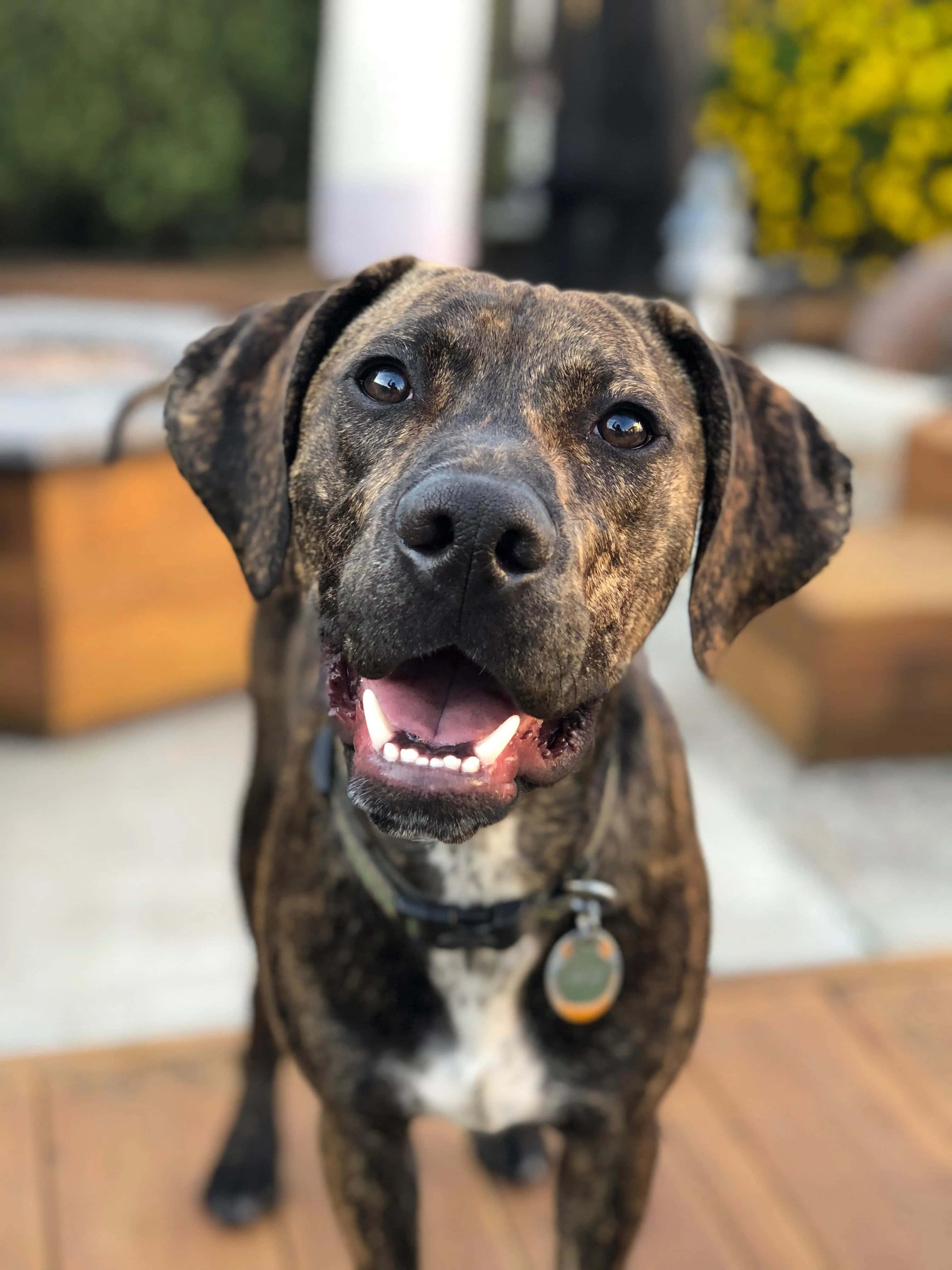 สุนัขพันธุ์คาตาฮูลา แข็งแกร่งและภักดี วอลเปเปอร์