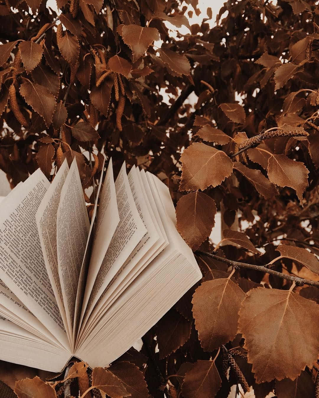 หนังสือเปิดวางอยู่บนกิ่งไม้ วอลเปเปอร์
