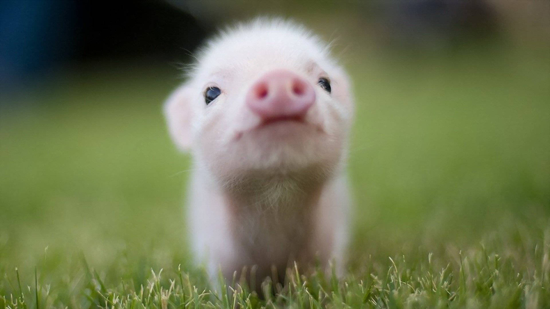 หมูตัวน้อยน่ารัก วอลเปเปอร์