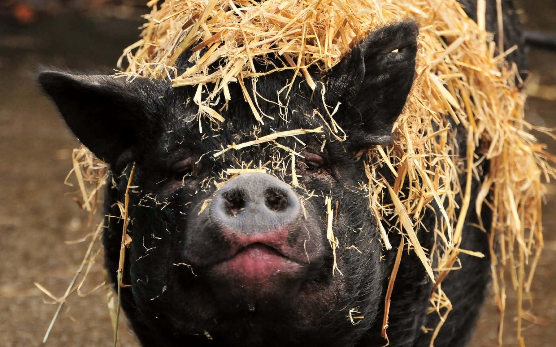 หมูน่ารักในชนบท วอลเปเปอร์