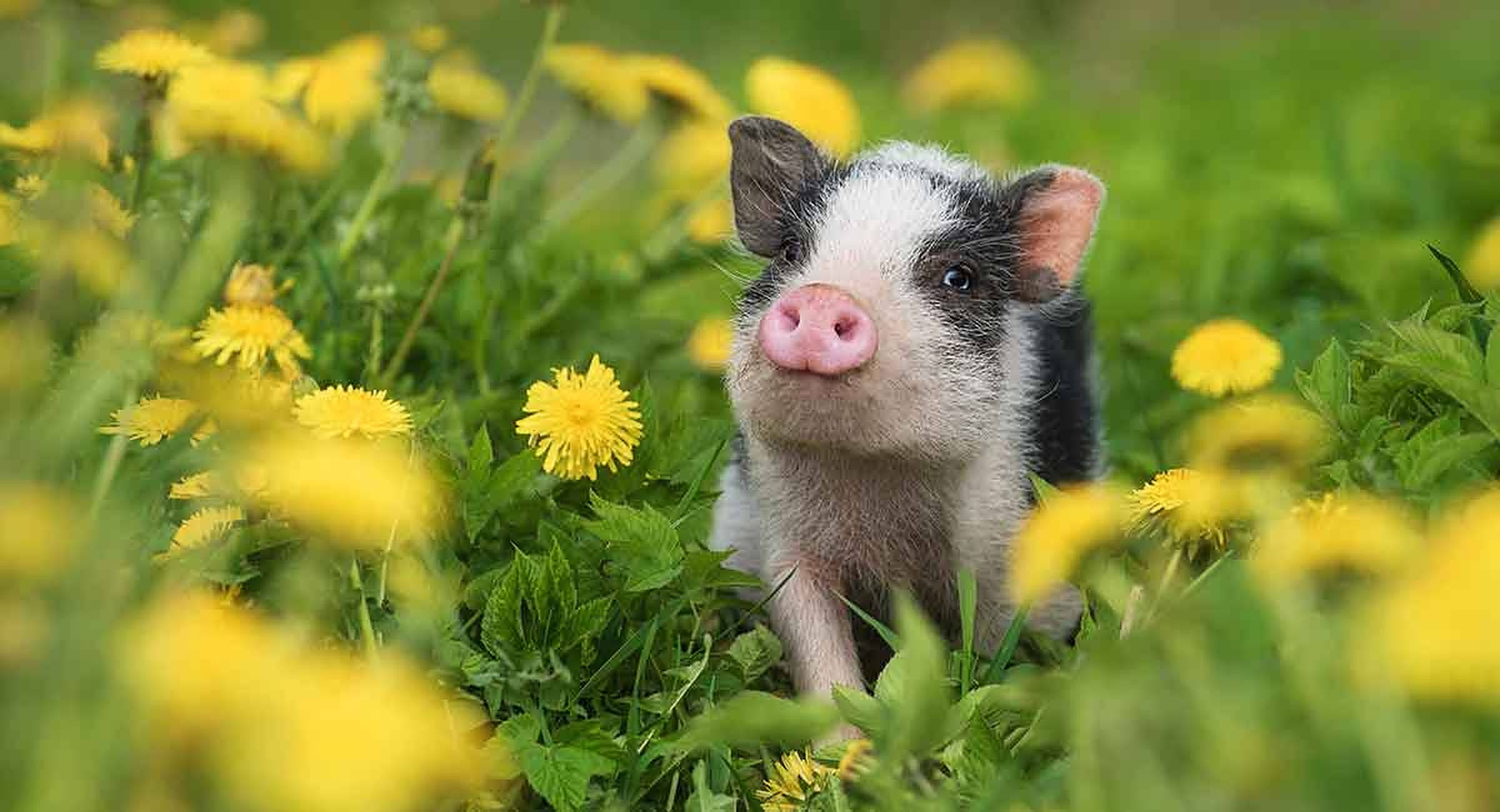 หมูน่ารักในทุ่งดอกไม้ วอลเปเปอร์