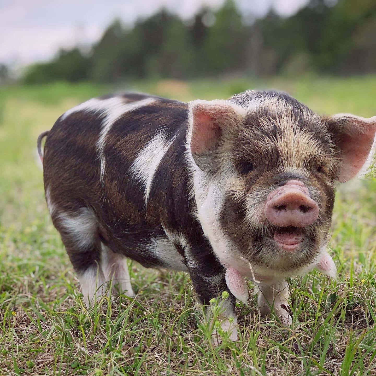 หมูน้อยน่ารักตัวนี้รู้สึกมีความสุขและพอใจ วอลเปเปอร์