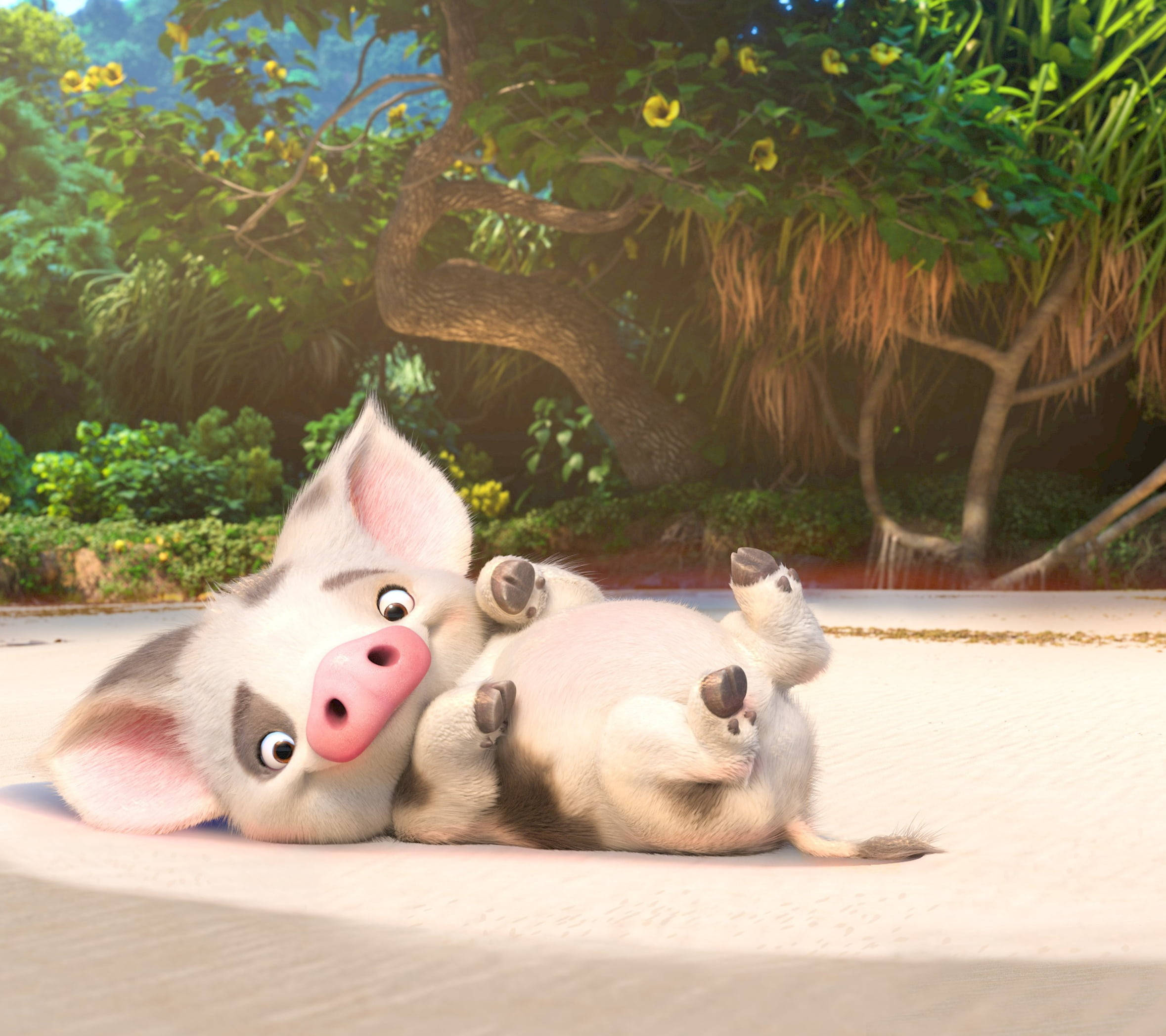หมูพัวจากโมอาน่า วอลเปเปอร์