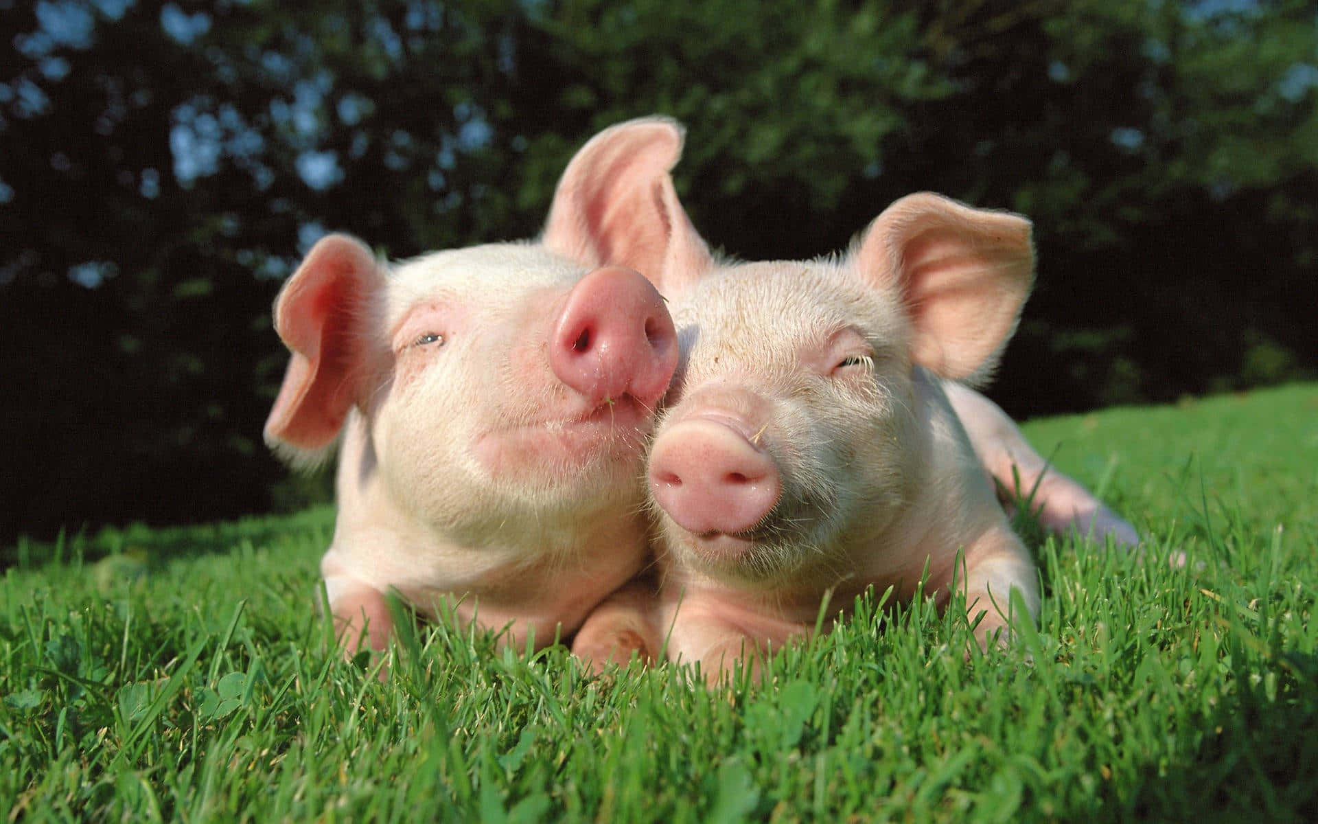 หมูสองตัวนอนอยู่บนพื้นหญ้า วอลเปเปอร์