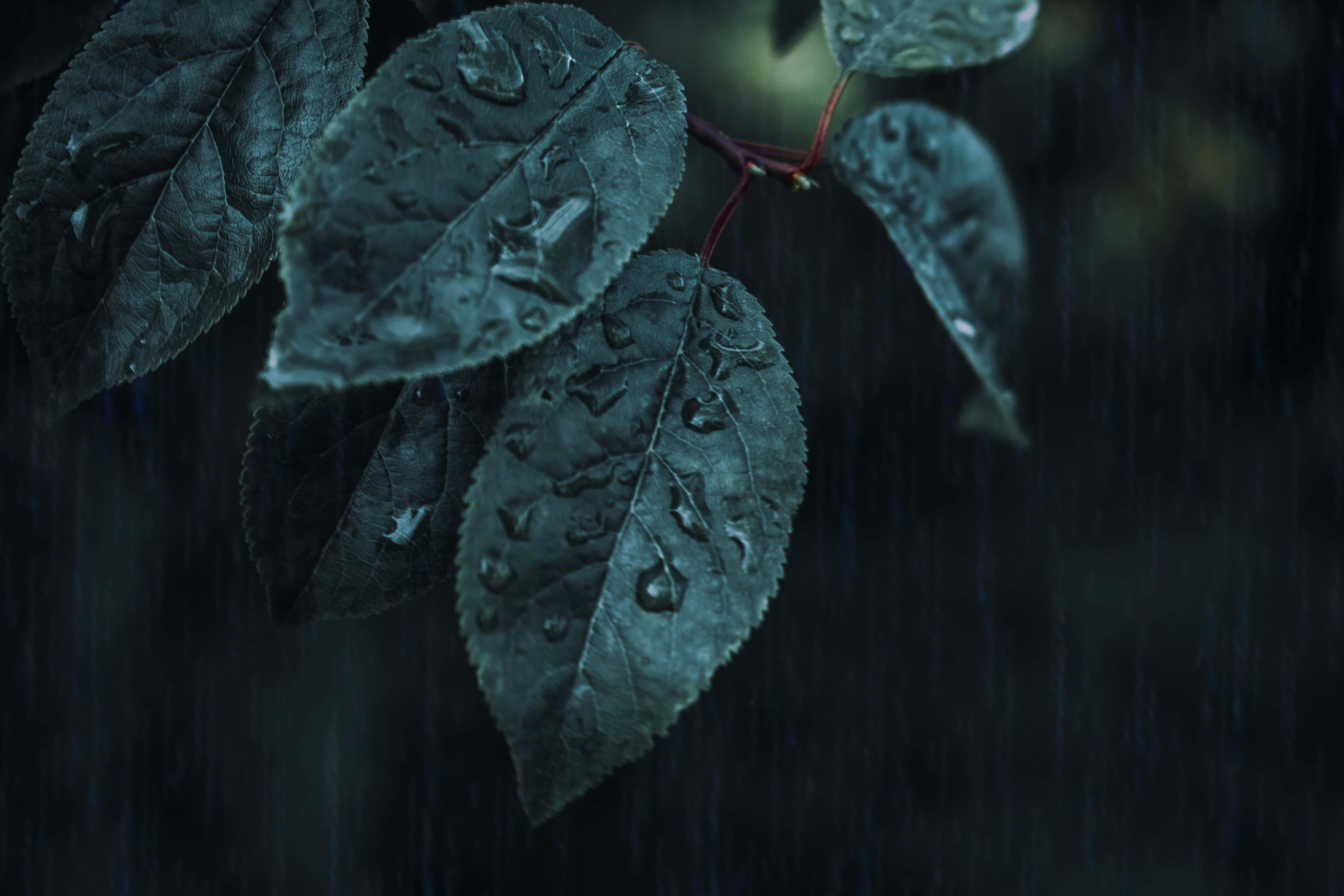 หรูหราและลึกลับกับสุนทรียะสีเขียวเข้ม วอลเปเปอร์