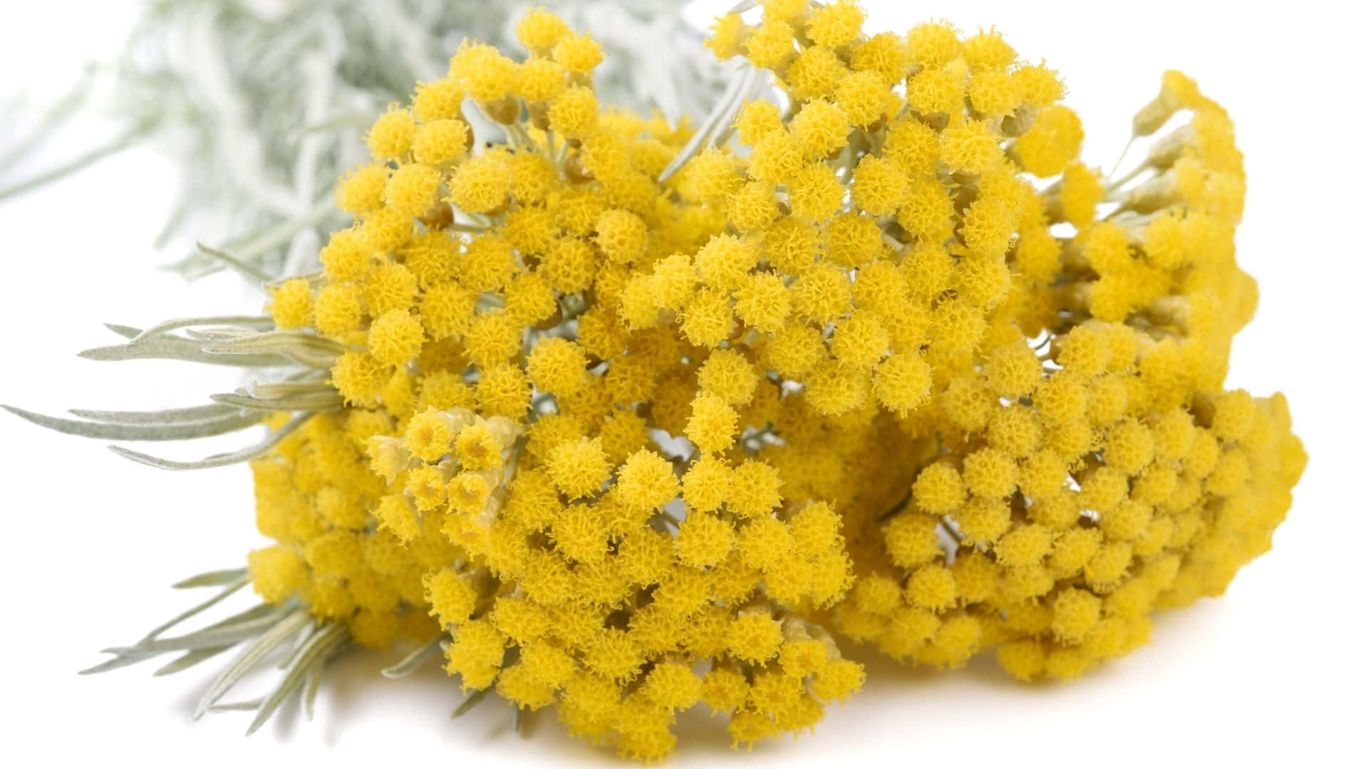 เดินเล่นบนถนนอิฐสีเหลืองแห่งความงาม วอลเปเปอร์