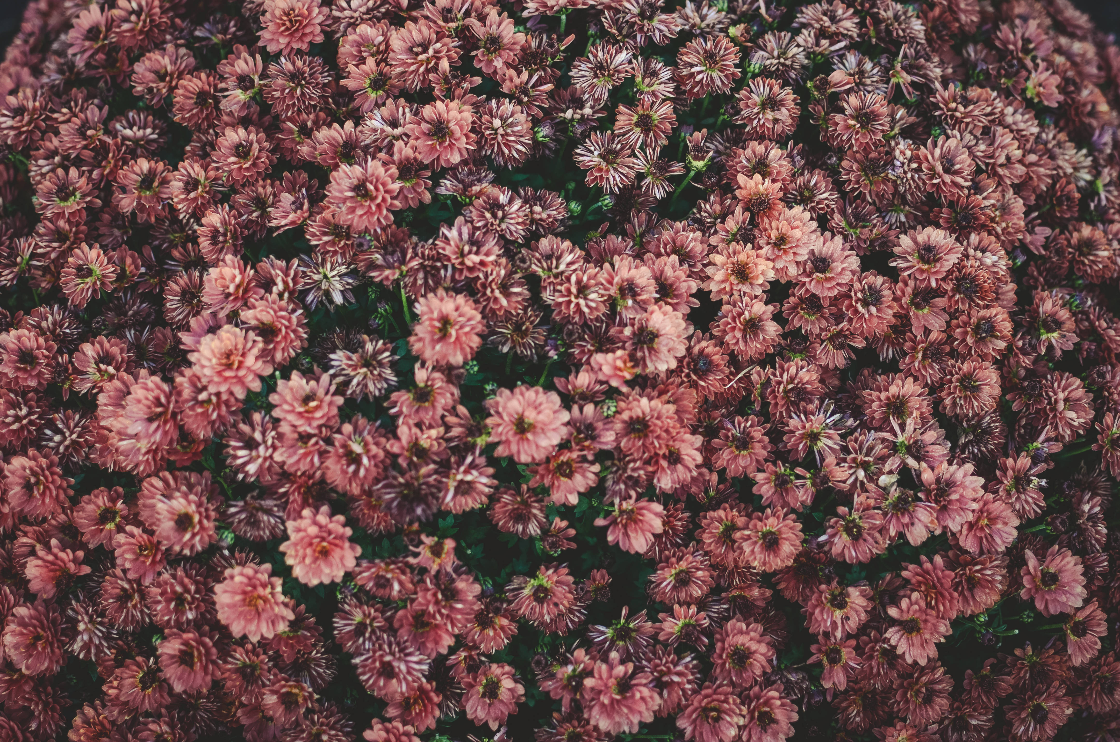 เตียงดอกไม้สีชมพูสวยงาม วอลเปเปอร์