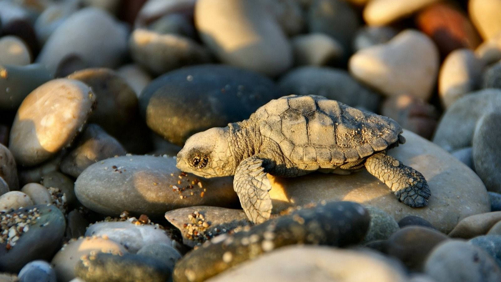 เต่าตัวน้อยสุดเท่บนชายหาดหิน วอลเปเปอร์