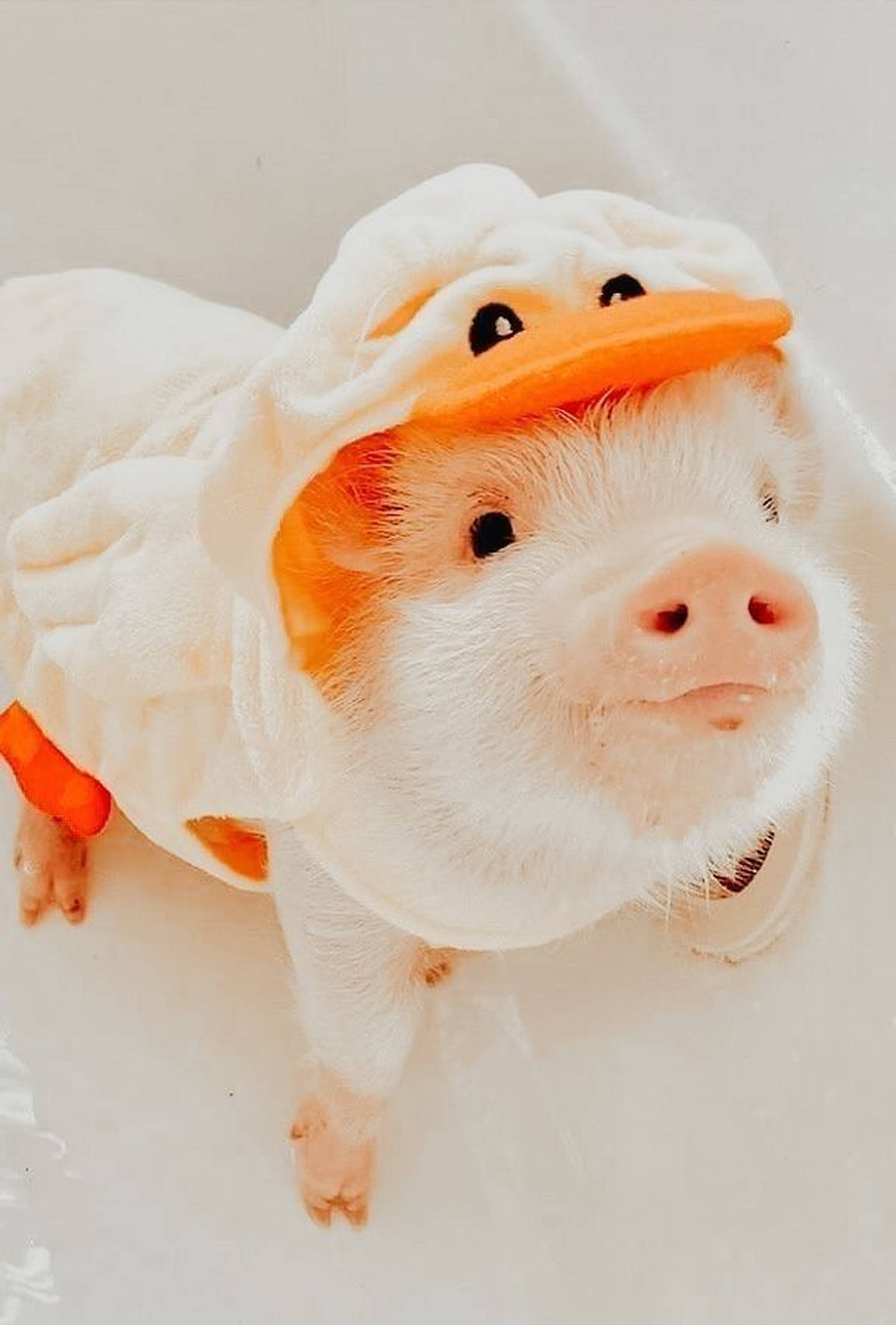 เป็ดหมูน่ารัก วอลเปเปอร์