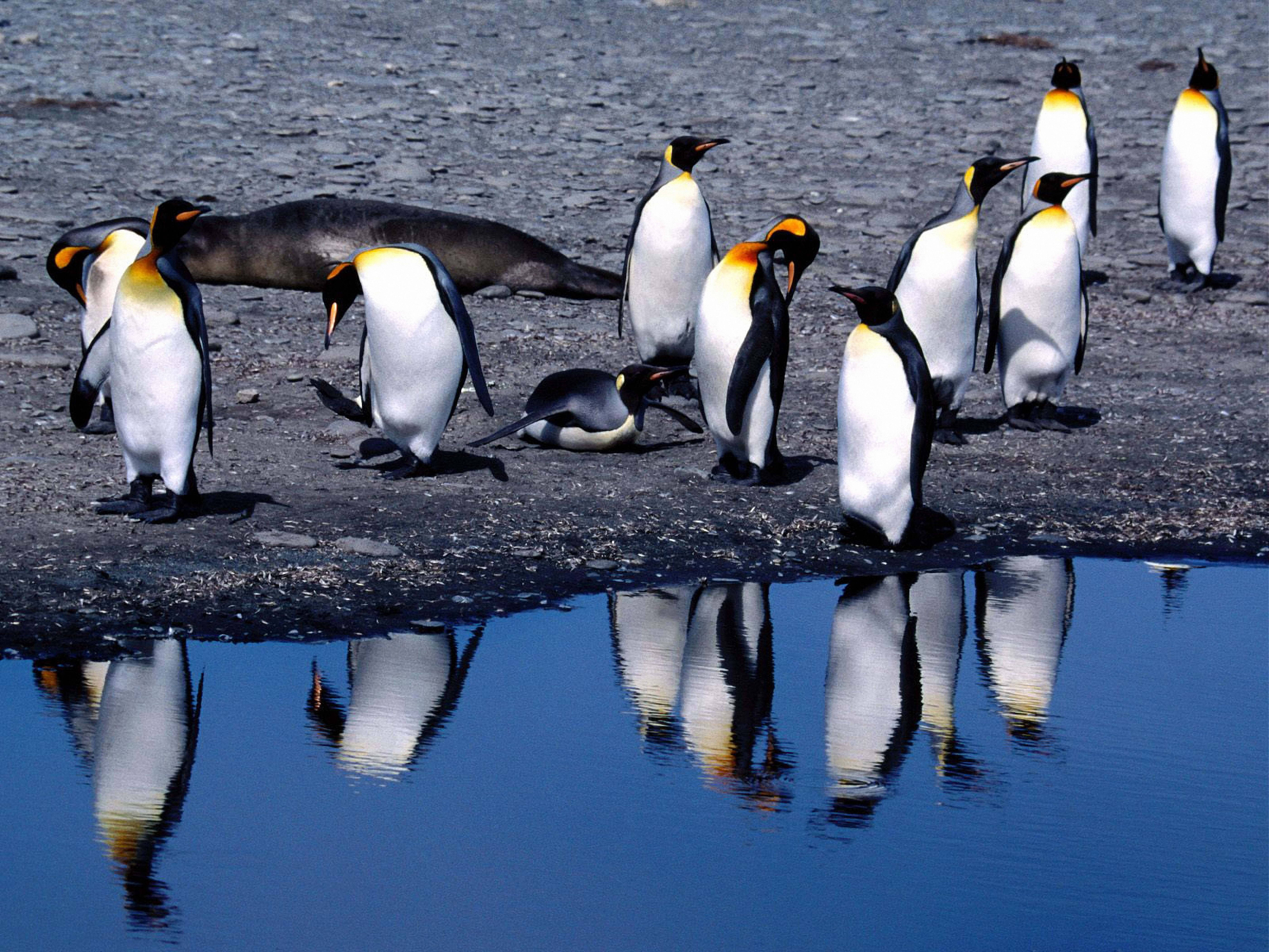 เพนกวินในฤดูร้อน วอลเปเปอร์