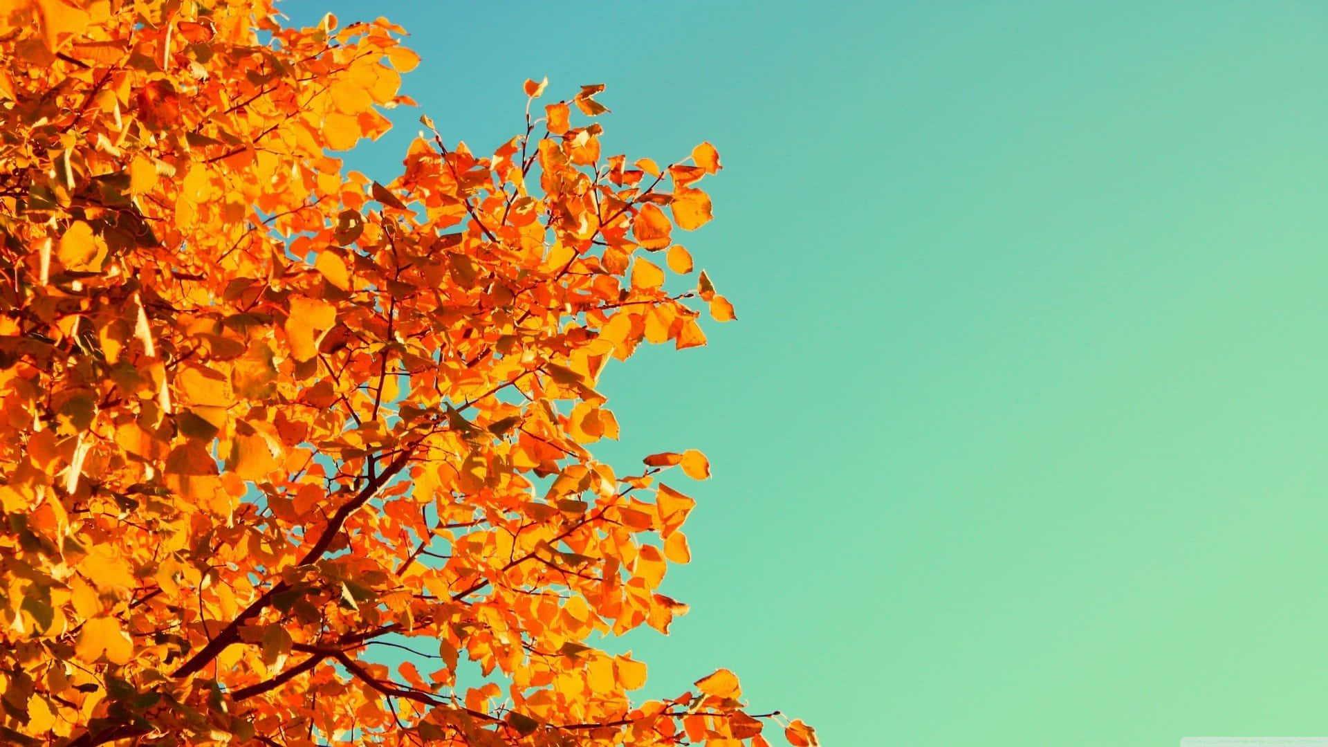 เพลิดเพลินกับความสงบและสีสันอันงดงามของฤดูใบไม้ร่วง วอลเปเปอร์