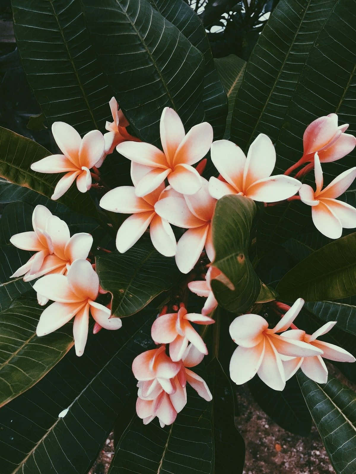 เพลิดเพลินกับความงามตามธรรมชาติของดอกไม้สวยงามนี้ วอลเปเปอร์