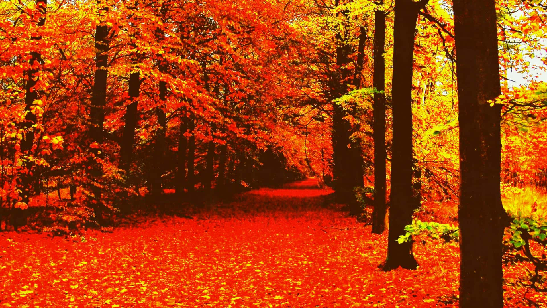 เพลิดเพลินกับสีสันสวยงามของฤดูใบไม้ร่วง วอลเปเปอร์