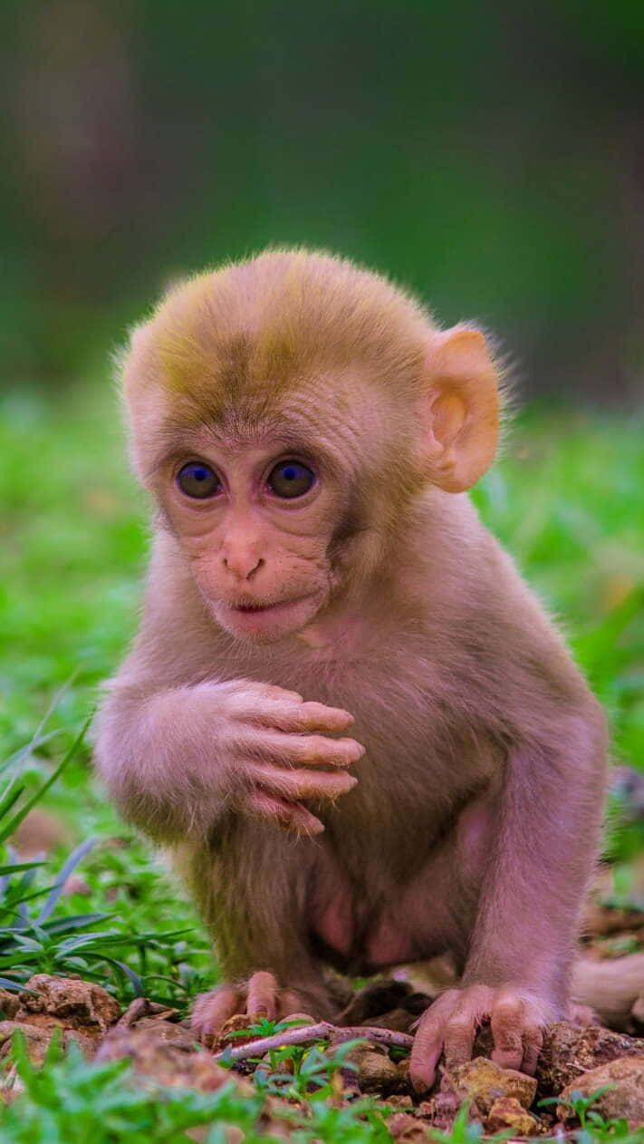 เพลิดเพลินกับเสน่ห์ของลิงน้อยน่ารักตัวนี้ วอลเปเปอร์