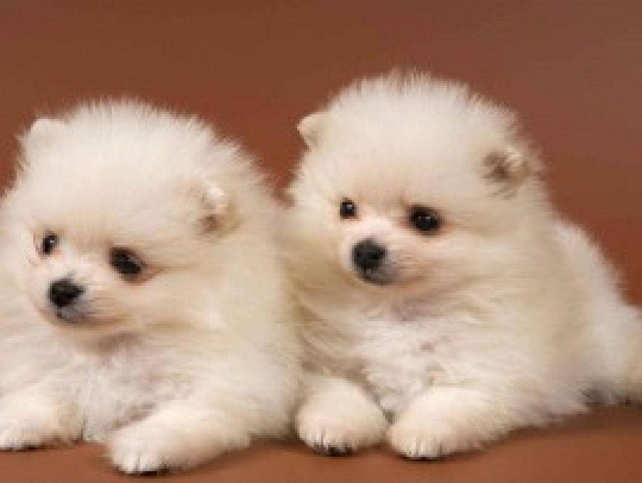 เสน่ห์ขี้เล่น: ลูกสุนัขน่ารักกำลังสนุกกับวันของมัน วอลเปเปอร์